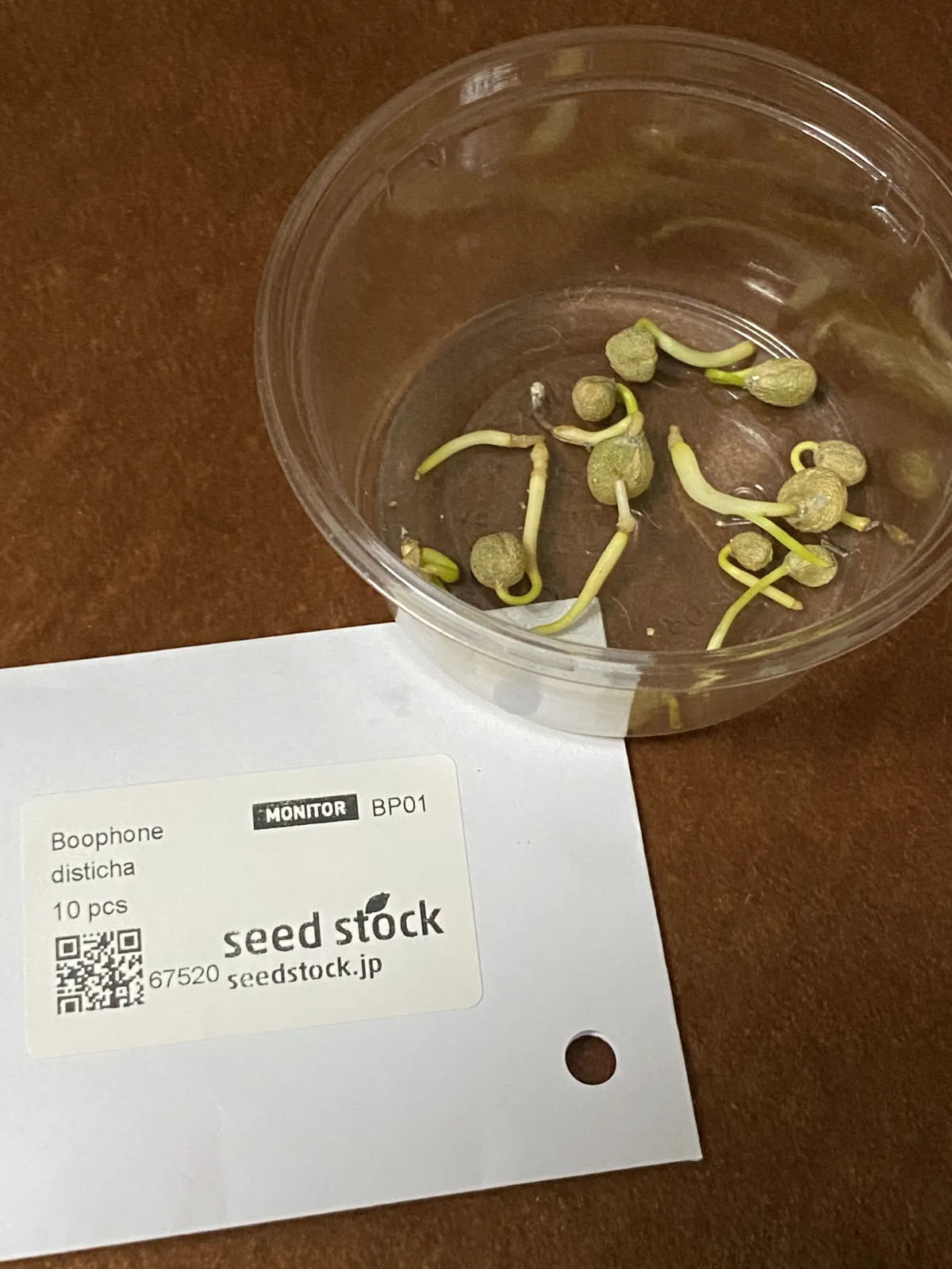 Boophone disticha (ブーファン ディスティカ)