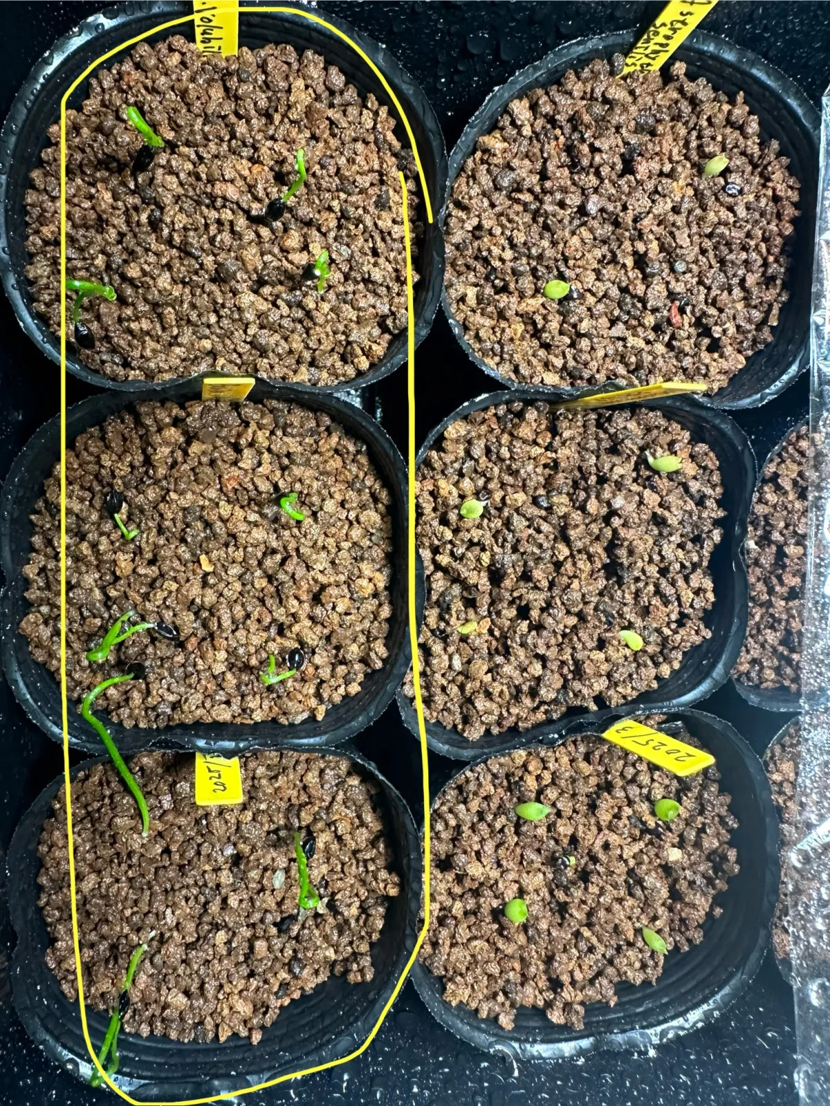 Bowiea volubilis (ボウィエア ボルビリス 蒼角殿)