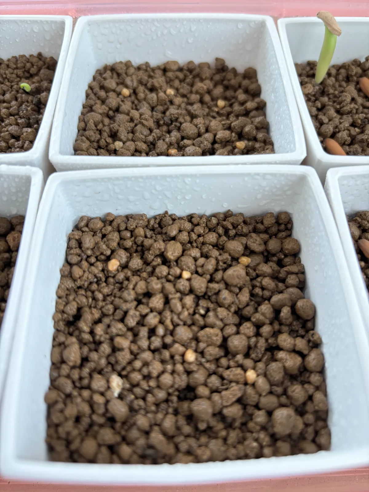 Dasylirion longissimum var. longissimum (ダシリリオン ロンギシマム)