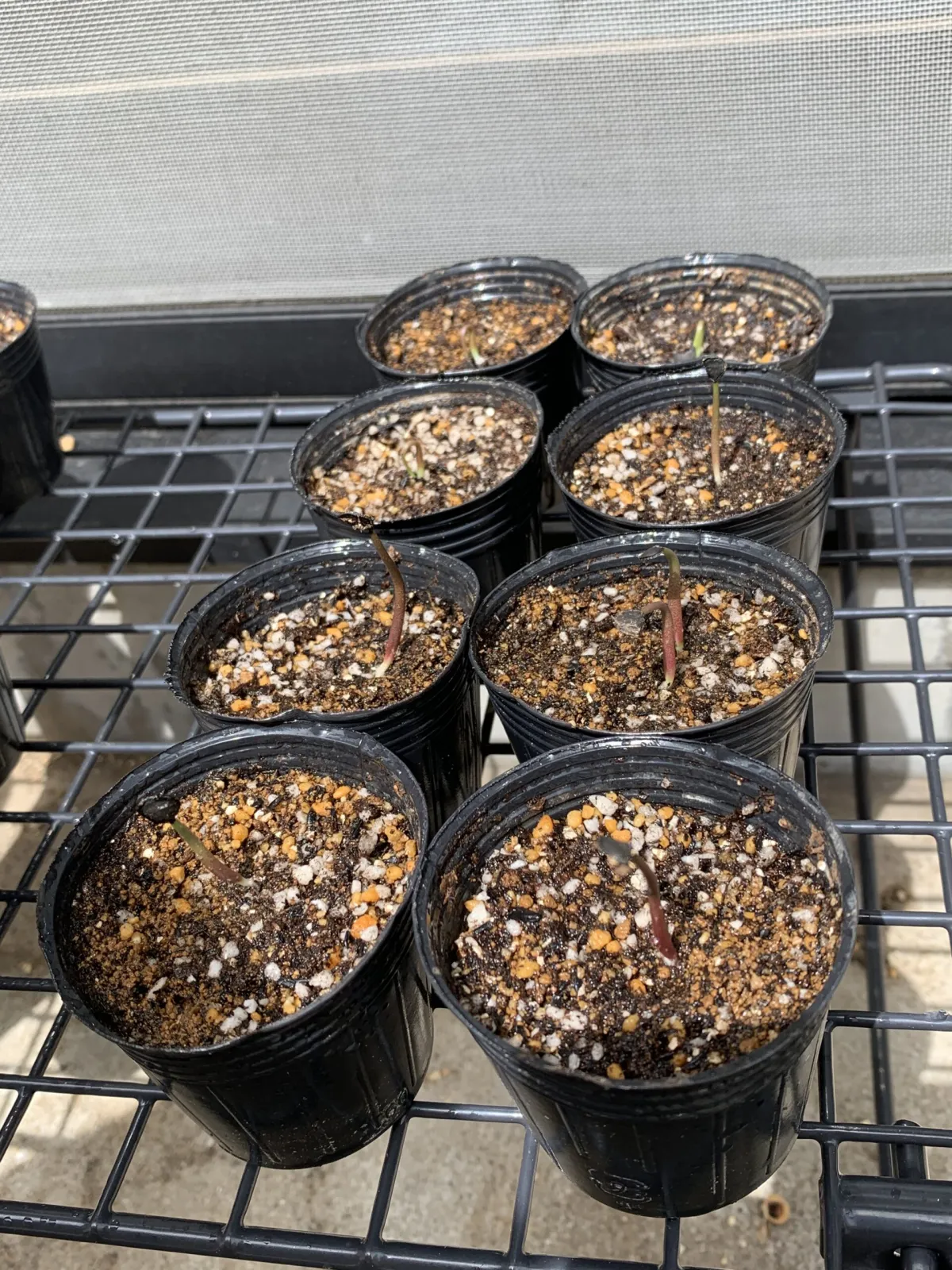 Agave shrevei ssp. magna (アガベ シュリベイマグナ)