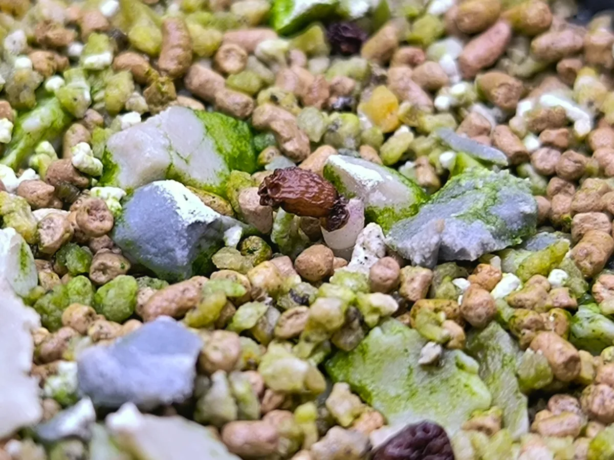 Ledebouria revoluta (レデボウリア レボルタ)