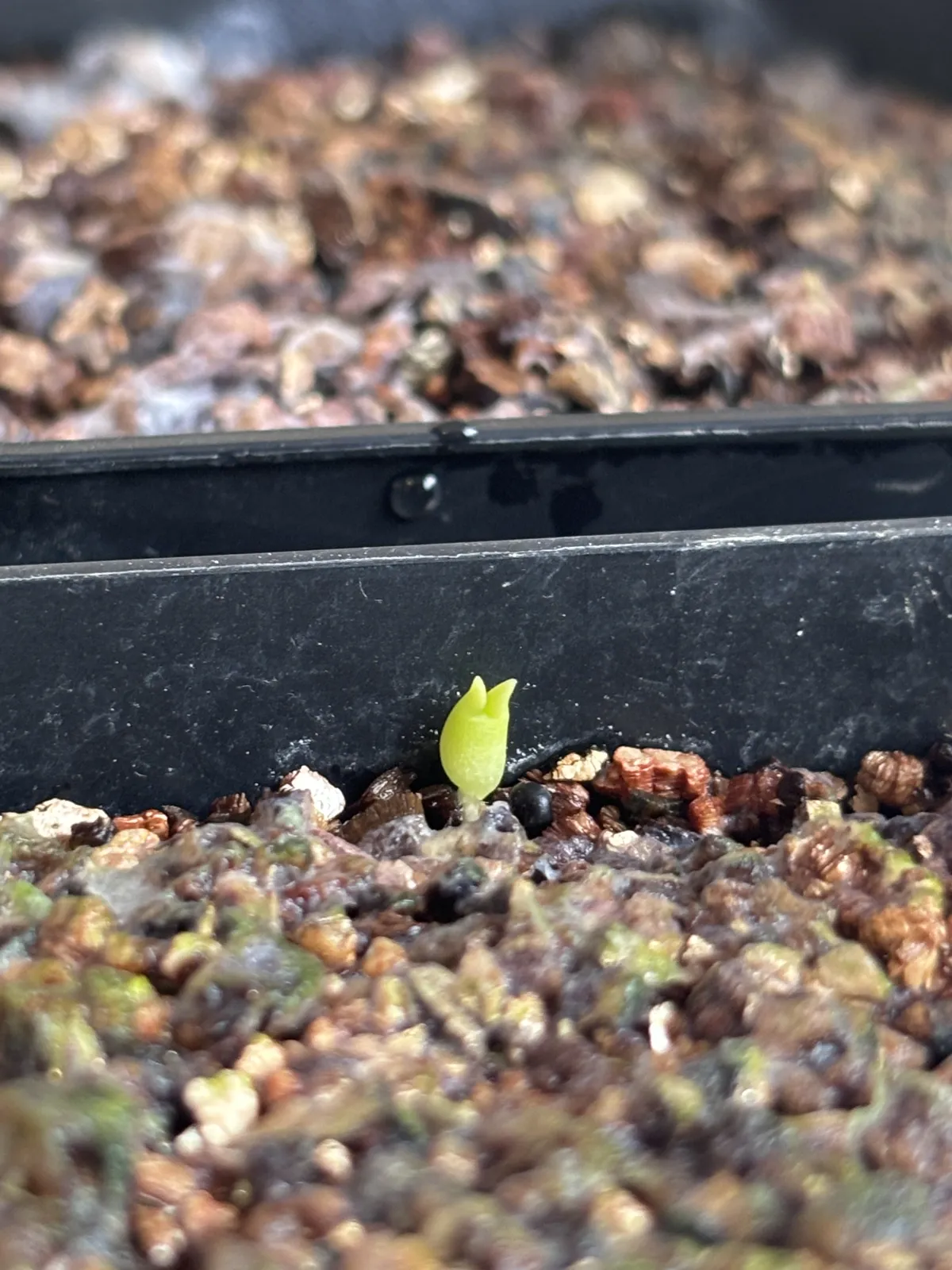 Ferocactus emoryi ssp. emoryi (フェロカクタス エモリー)