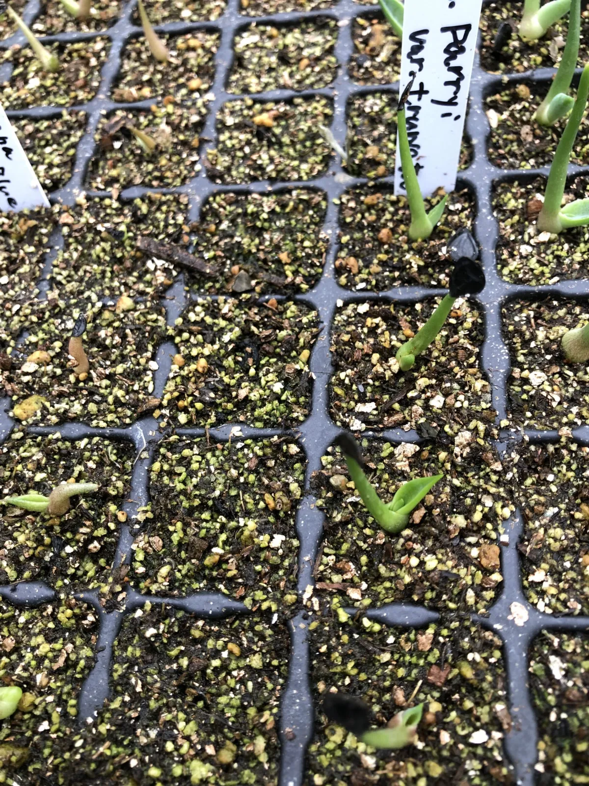 Agave parryi var. truncata (アガベ パリー トランカータ)