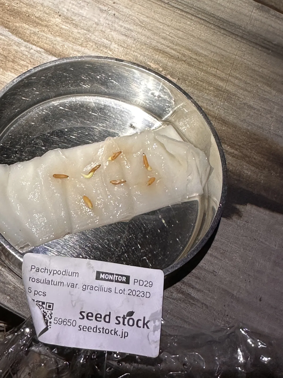 Pachypodium rosulatum var. gracilius (パキポディウム グラキリス)