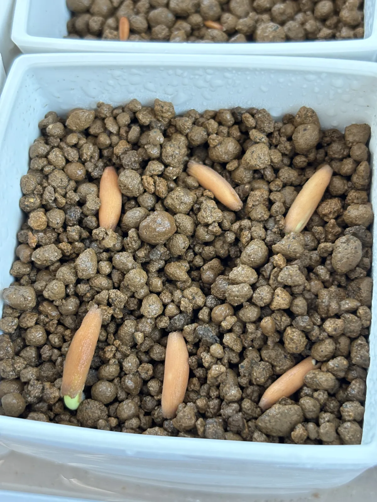 Adenium arabicum (アデニウム アラビカム)