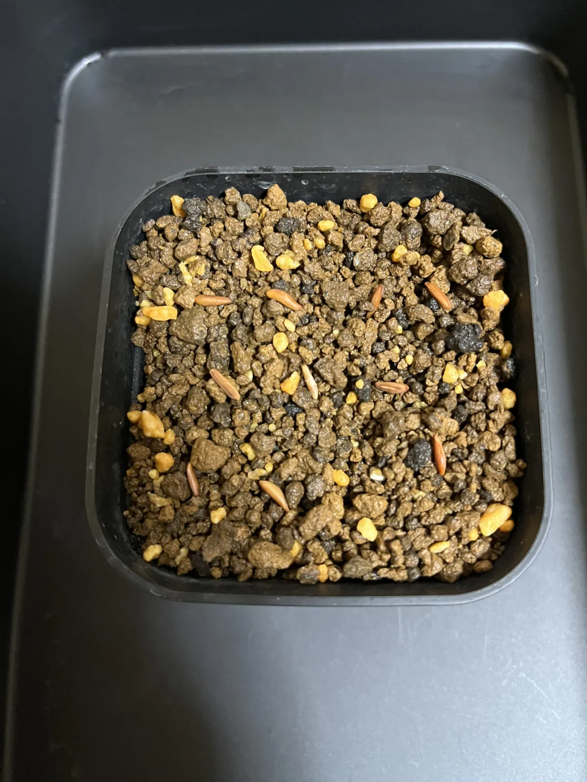 [無料種子] 発芽難 パキポディウム グラキリス　 Pachypodium rosulatum var. gracilius