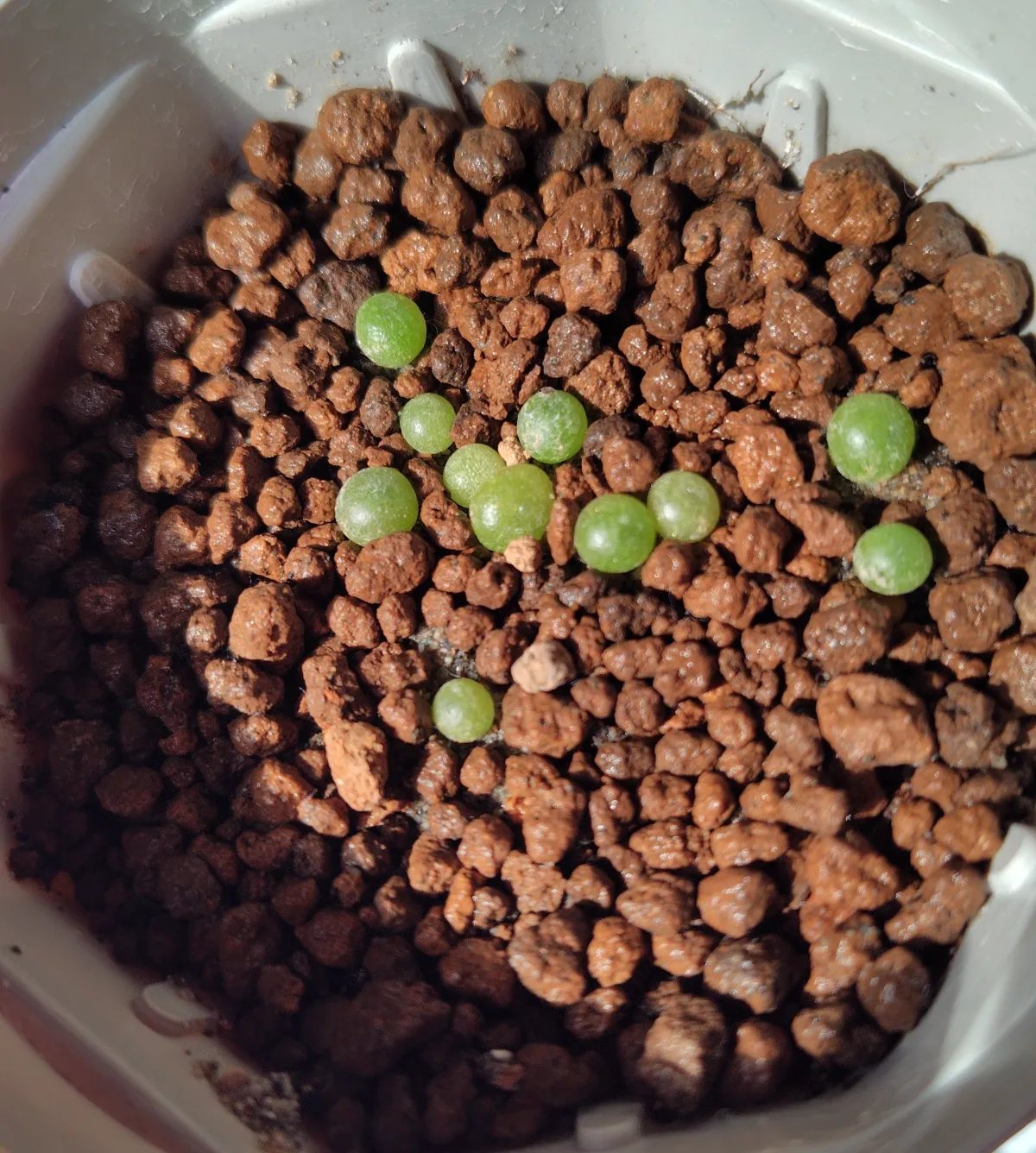 Conophytum calculus (コノフィツム カルキュルス 玉翡翠)