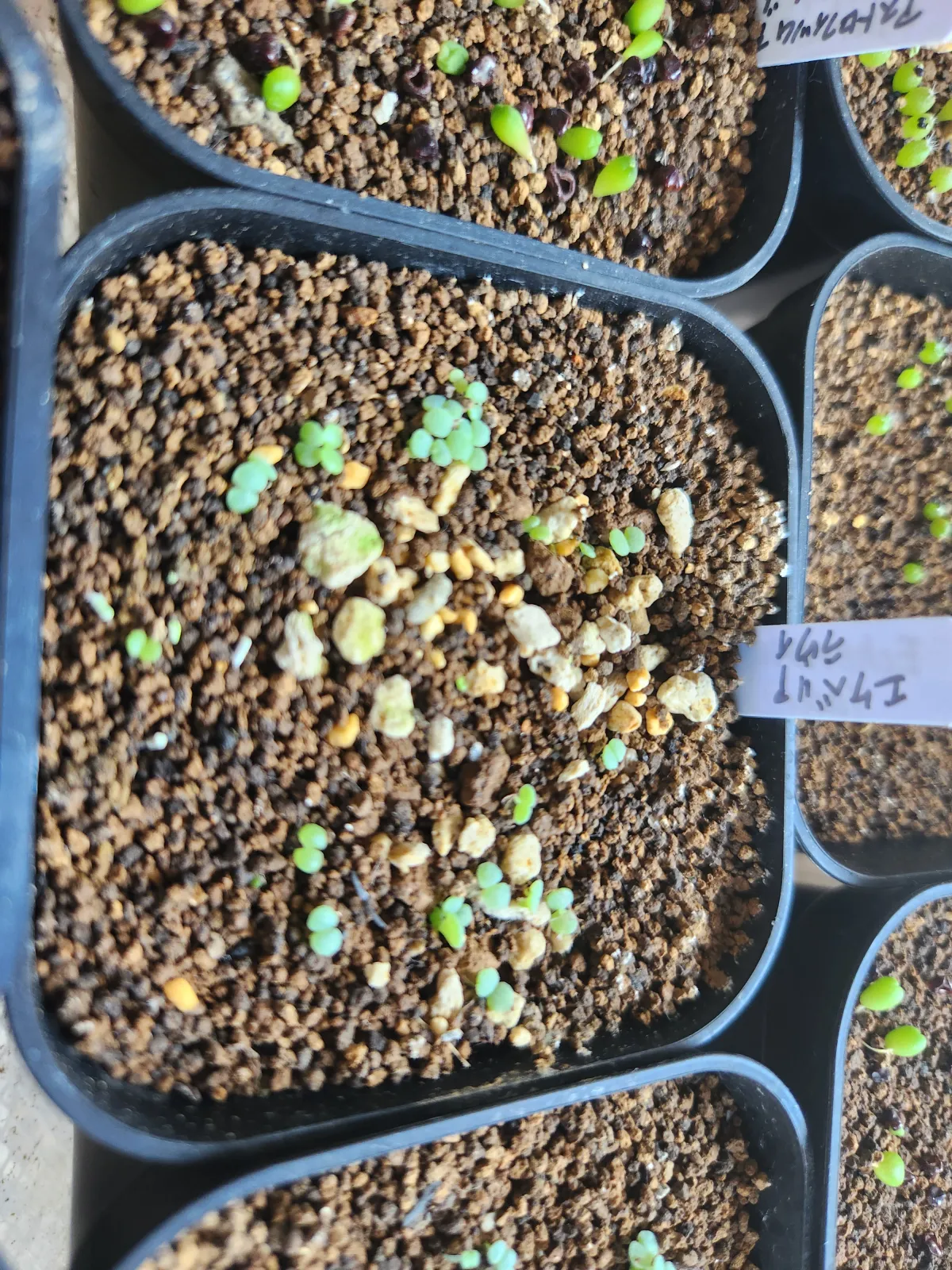 Echeveria laui La Roseta (エケベリア ラウイ)