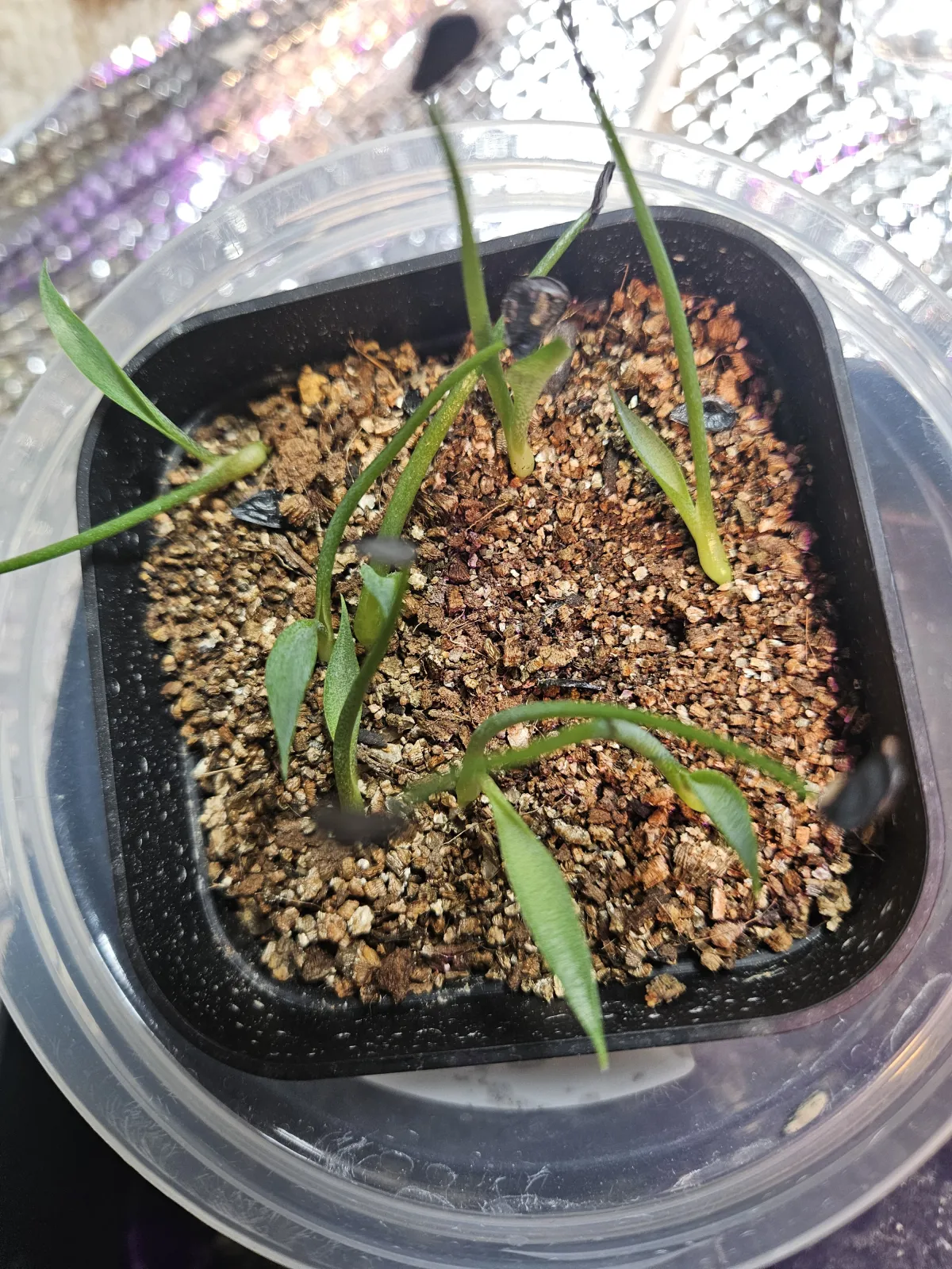 Agave congesta (アガベ コンゲスタ)