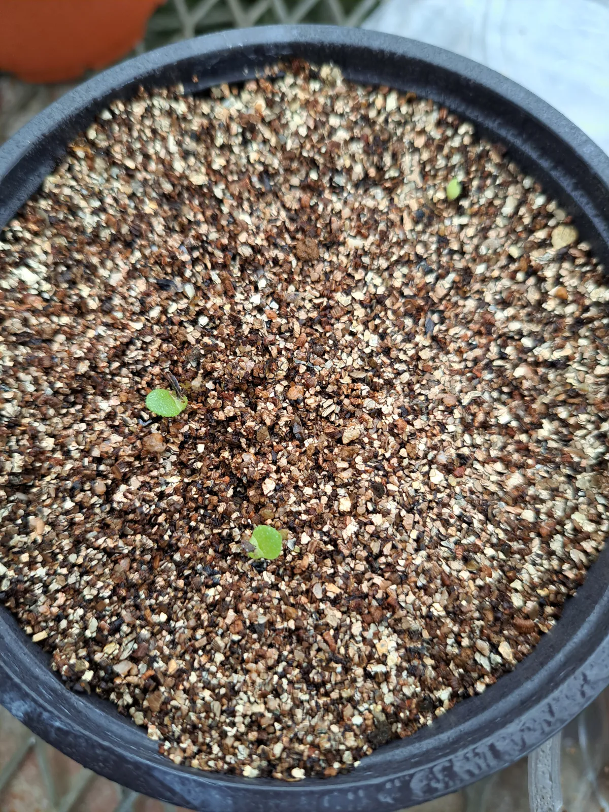 Aloe vanbalenii (アロエ バンバレニー)