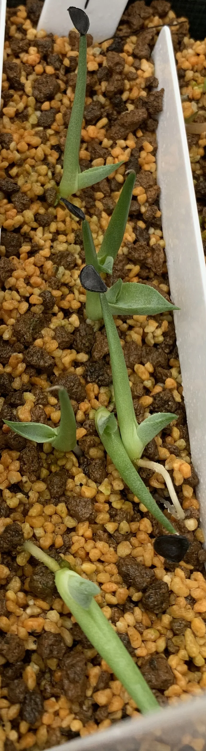 Agave parryi x flexispina (アガベ パリー x フレキシスピナ)