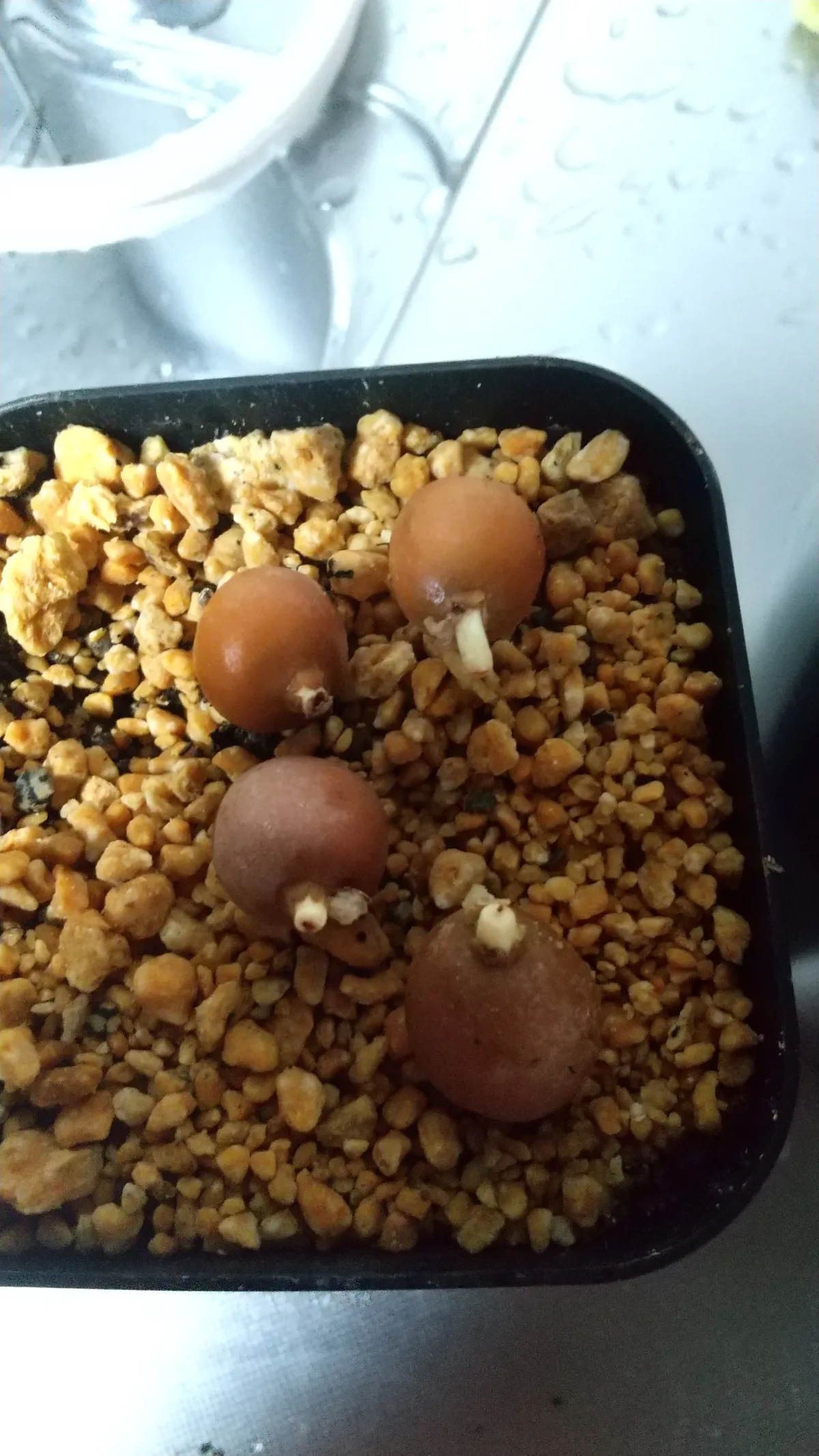 Dioon edule (ディオーン エデューレ)