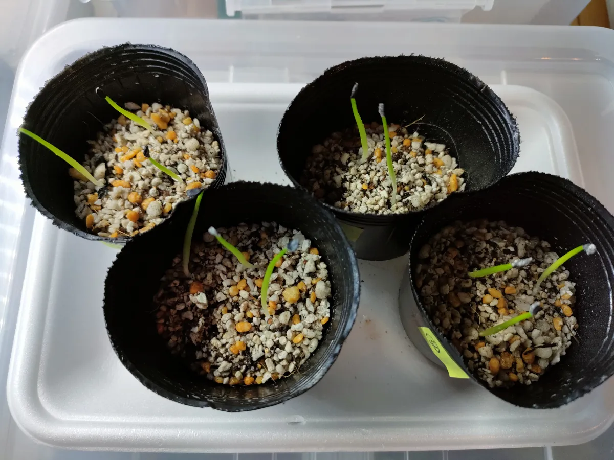 Agave horrida ssp. horrida (アガベ ホリダ)