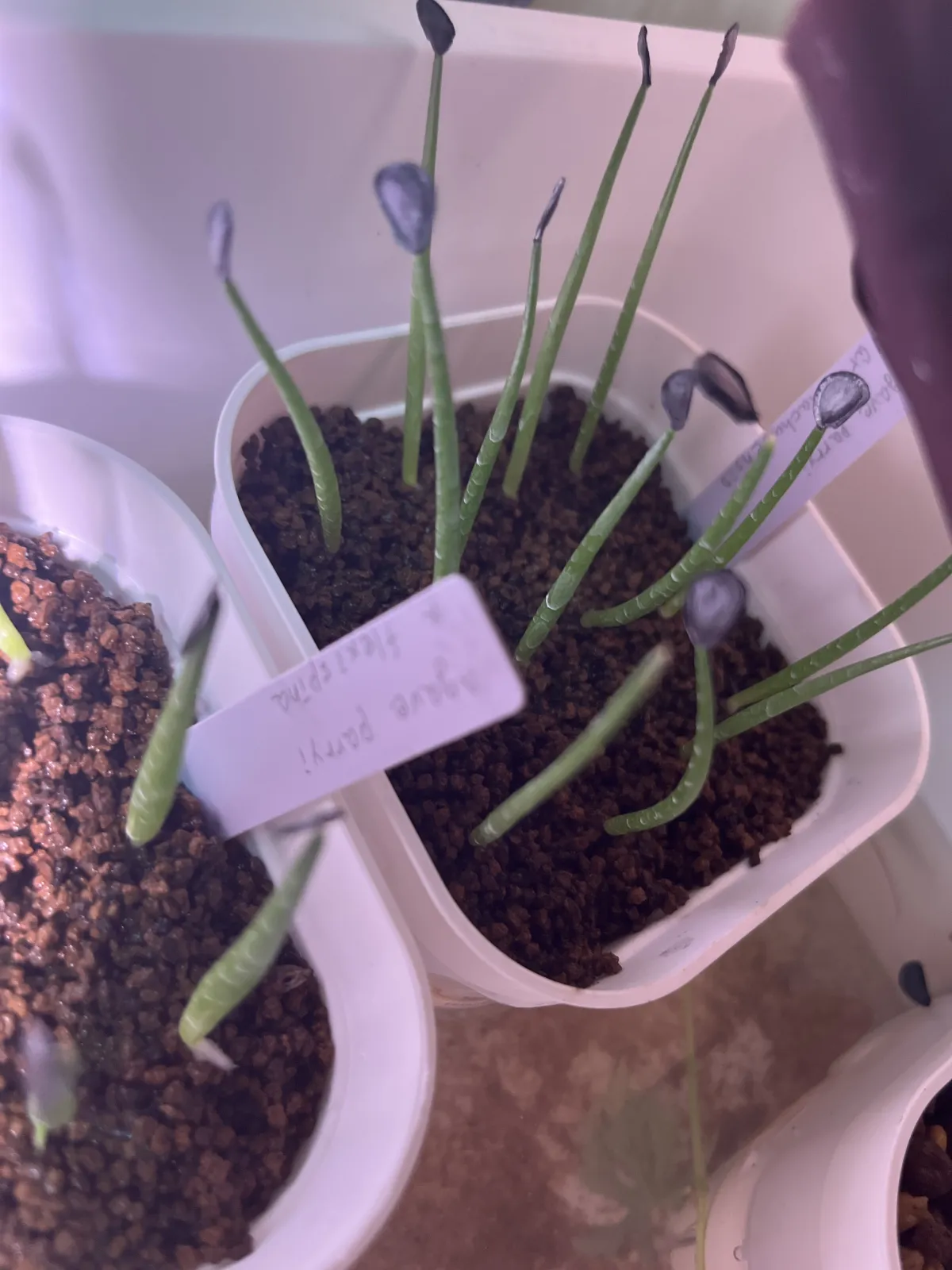 Agave parryi var. huachucensis (アガベ フアチュセンシス)