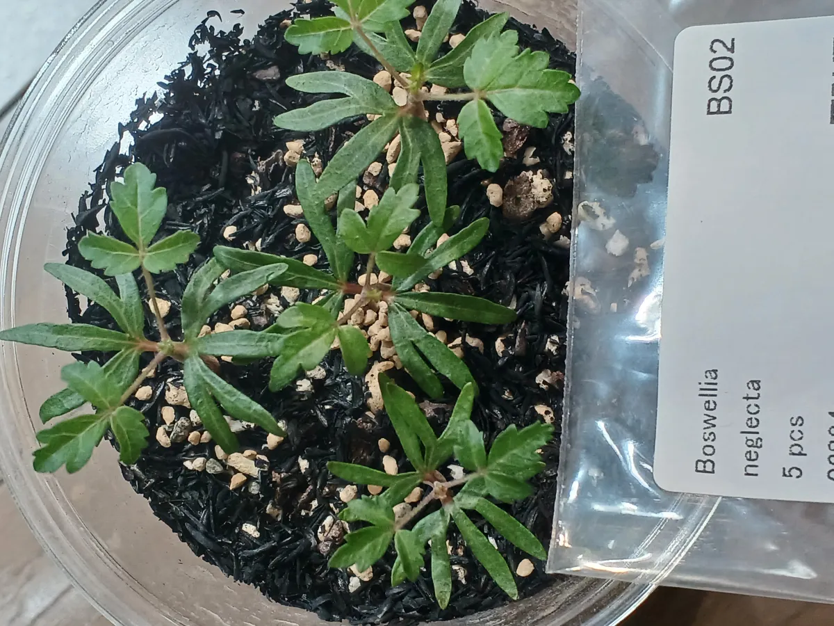 Boswellia neglecta (ボスウェリア ネグレクタ)