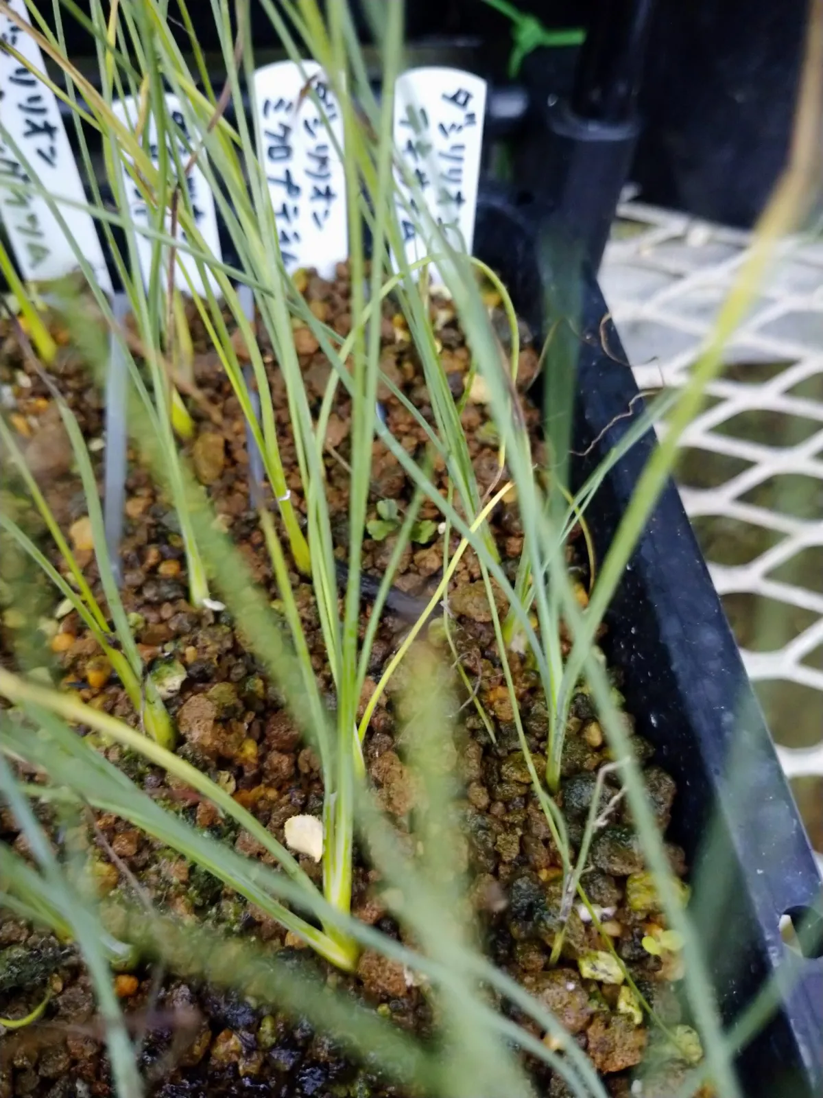 Dasylirion micropterum (ダシリリオン ミクロプテラム)