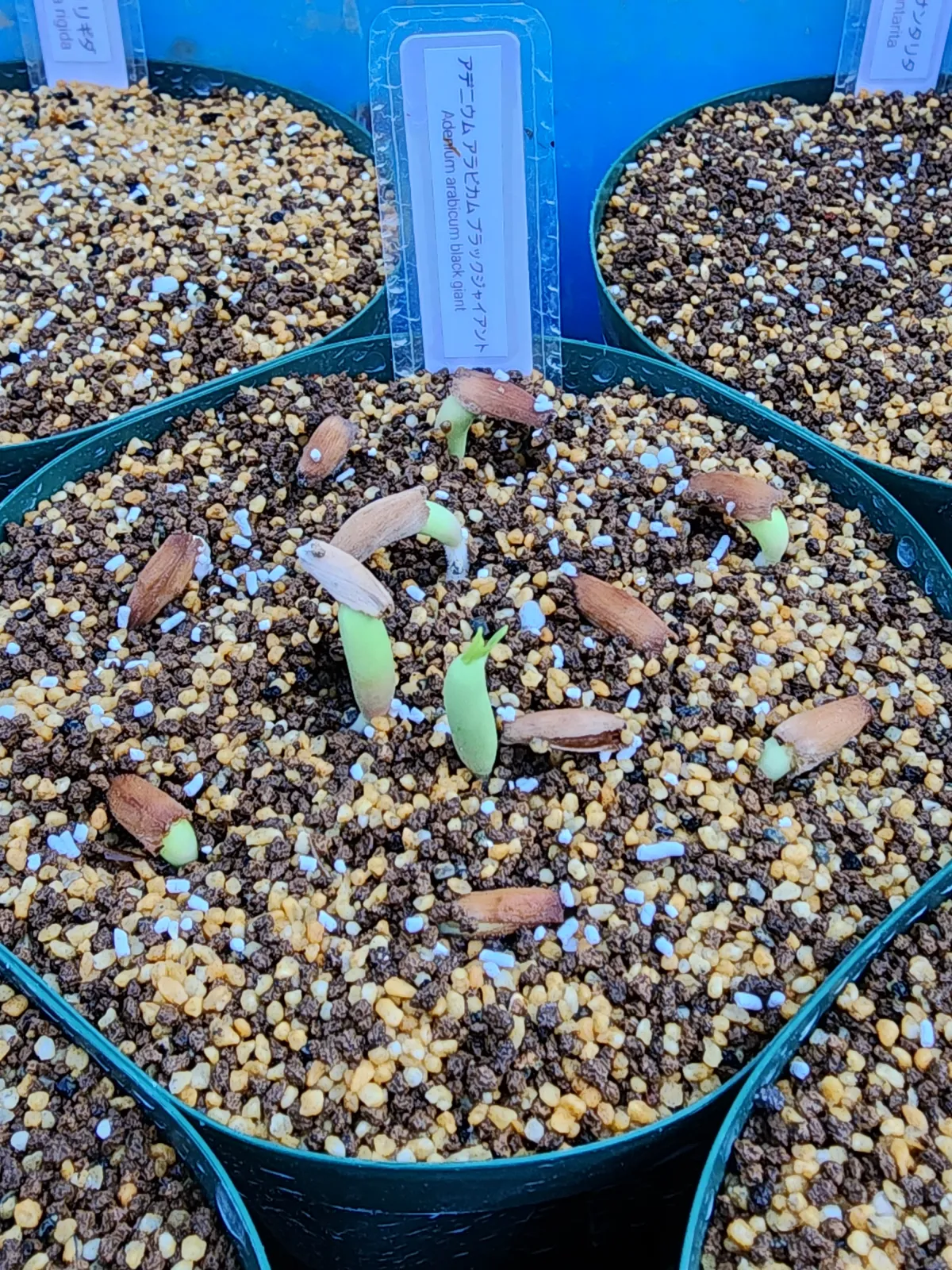 Adenium arabicum Black Giant (アデニウム アラビカム ブラックジャイアント)