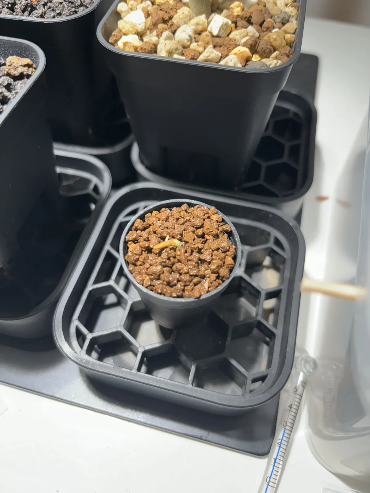 [無料種子] 発芽難 パキポディウム グラキリス　 Pachypodium rosulatum var. gracilius