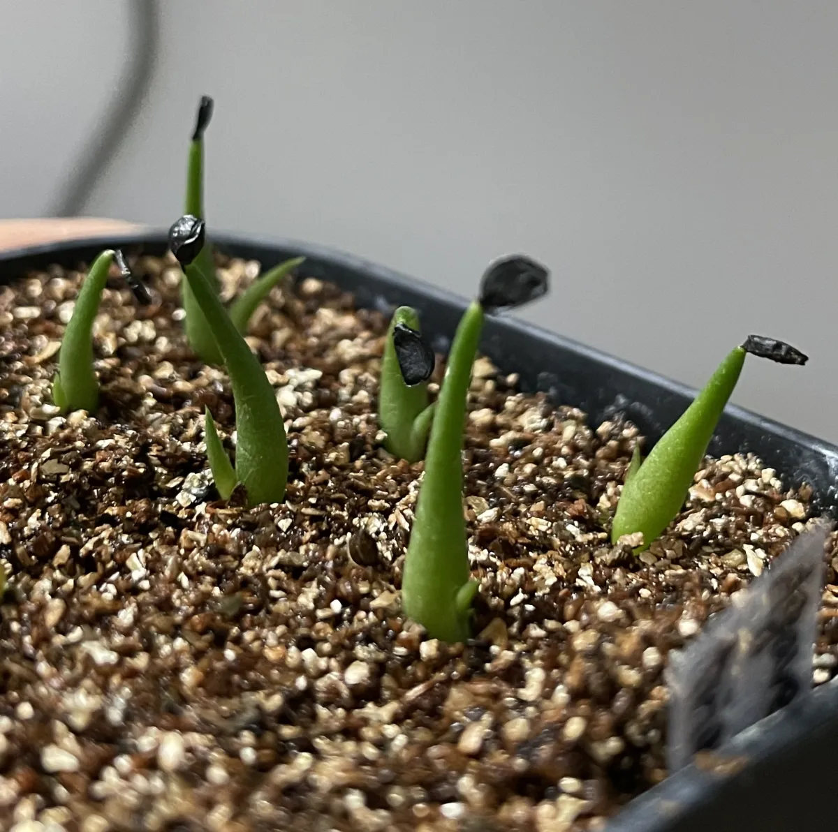 Agave triangularis (アガベ トライアンギュラリス)