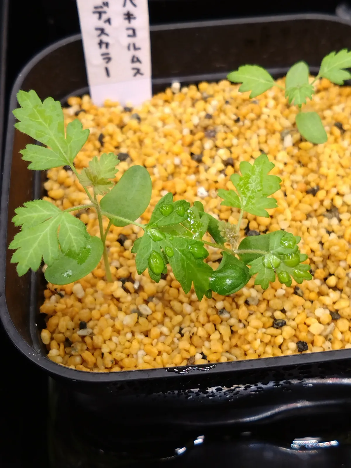 Pachycormus discolor var. veatchianus (パキコルムス ディスカラー ビーチアナス)