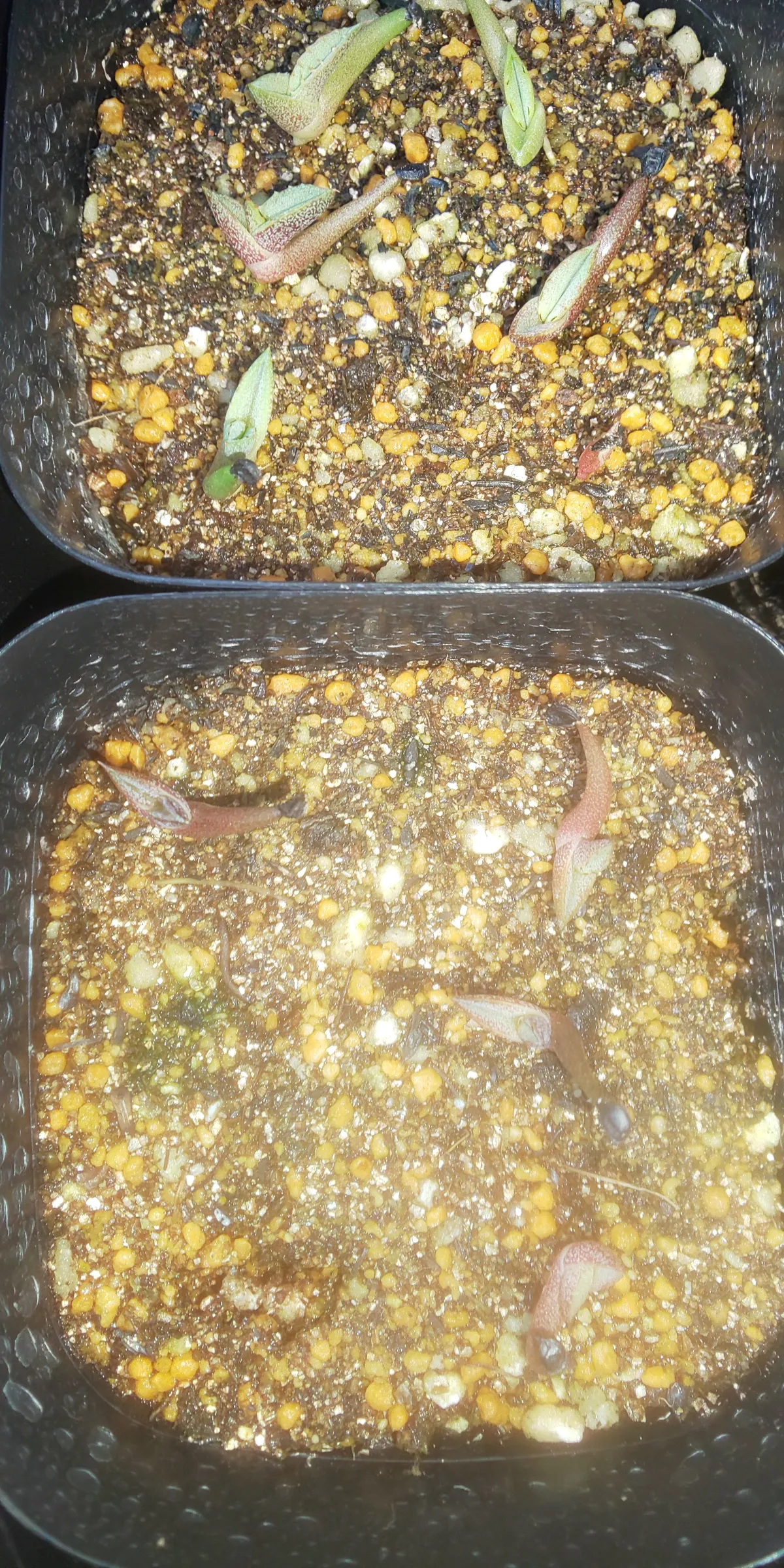 Agave calciphila (アガベ カルチフィラ)