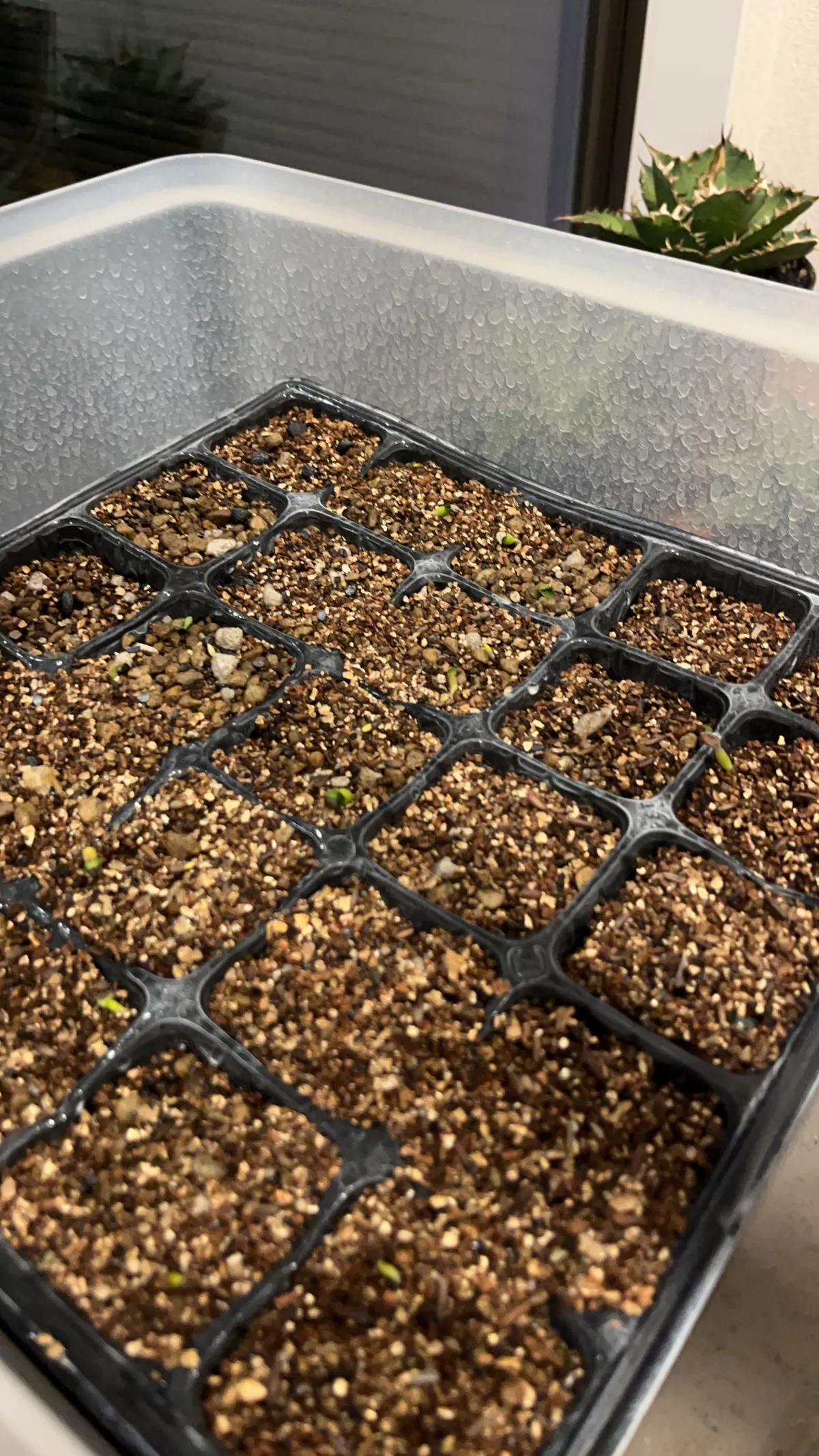 Pachypodium bispinosum (パキポディウム ビスピノーサム)