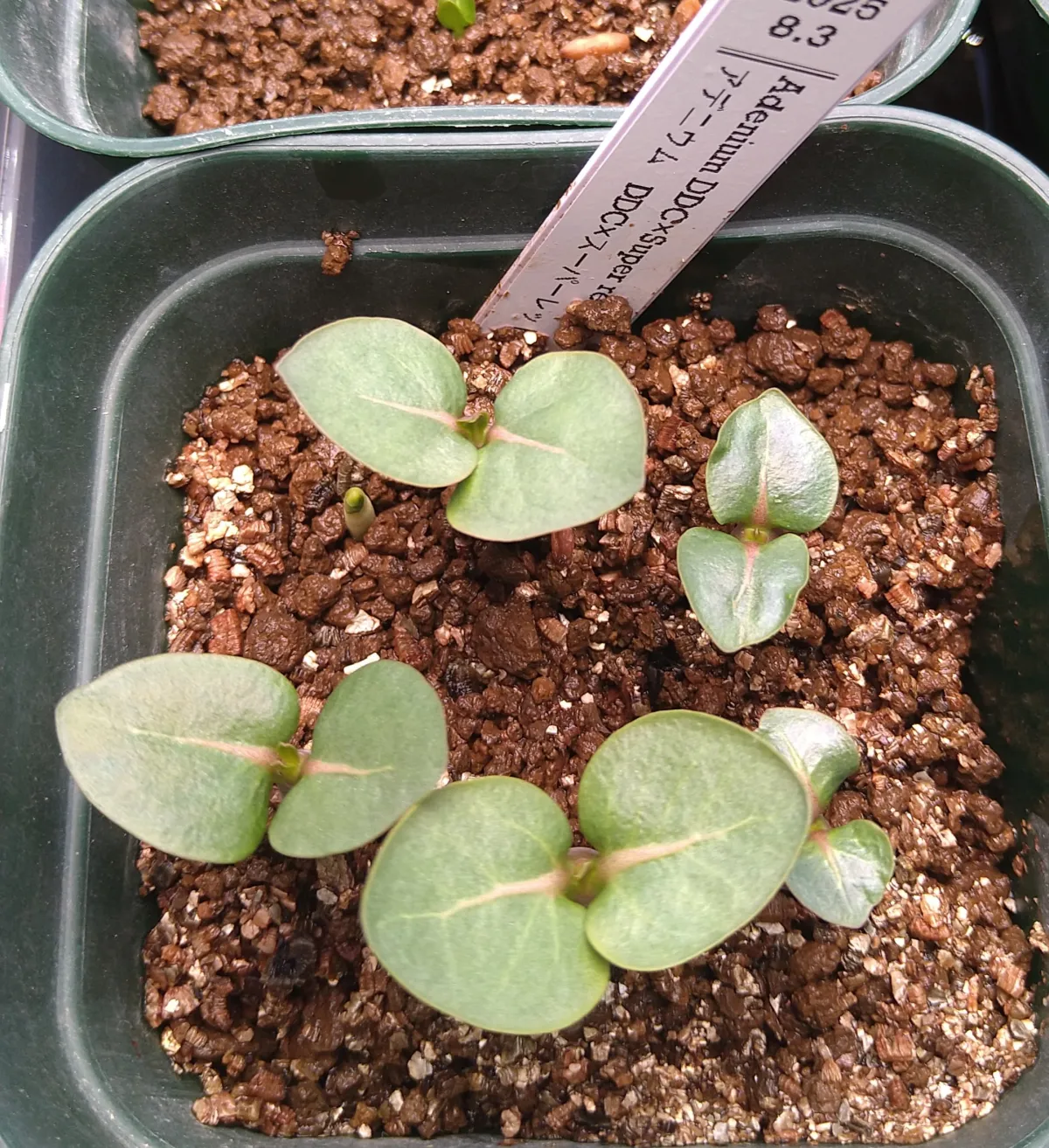 Adenium obesum Super red (アデニウム Adenium DDC X Super red)