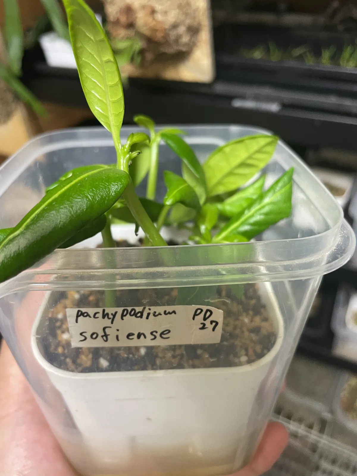 Pachypodium sofiense (パキポディウム ソフィエンセ)