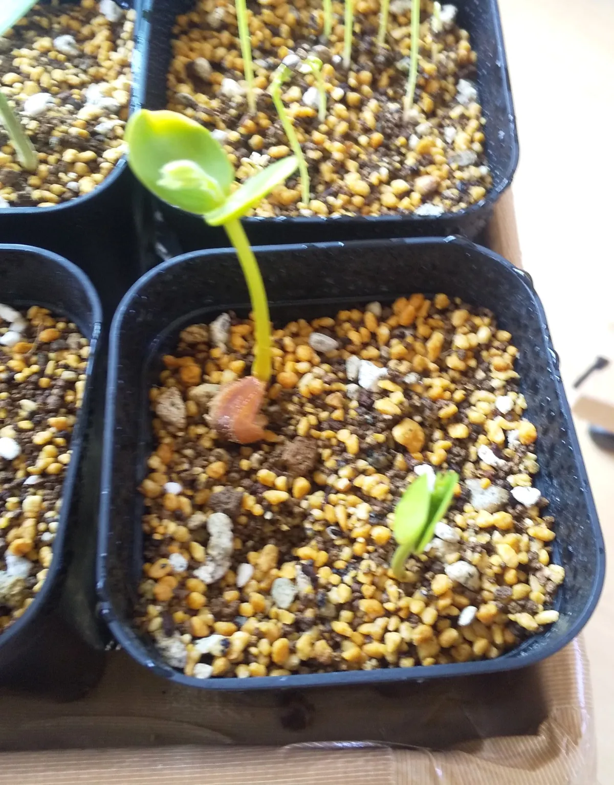 Cassia bakeriana (カッシア バケリアナ)