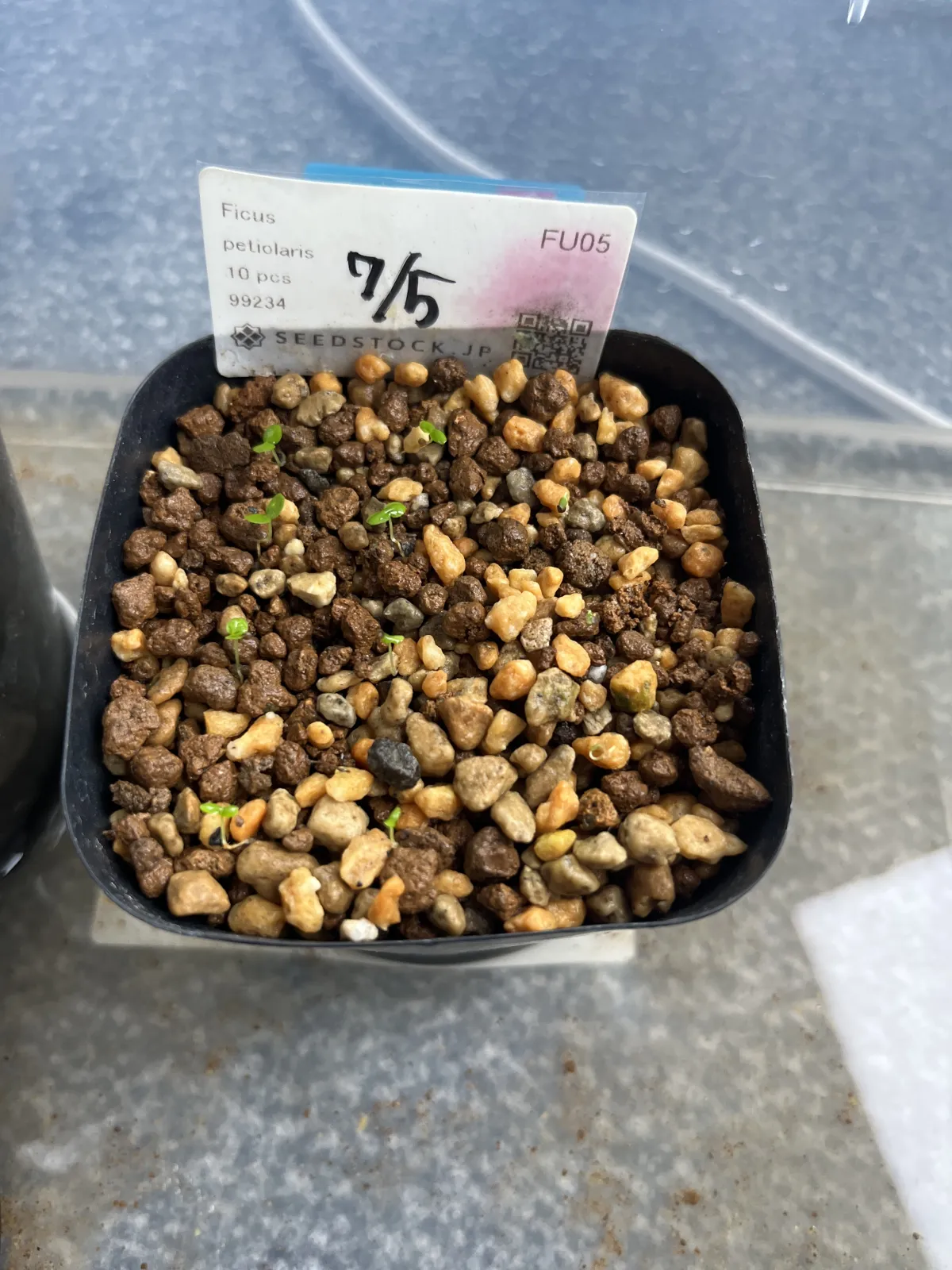 Ficus petiolaris (フィカス ペティオラリス)