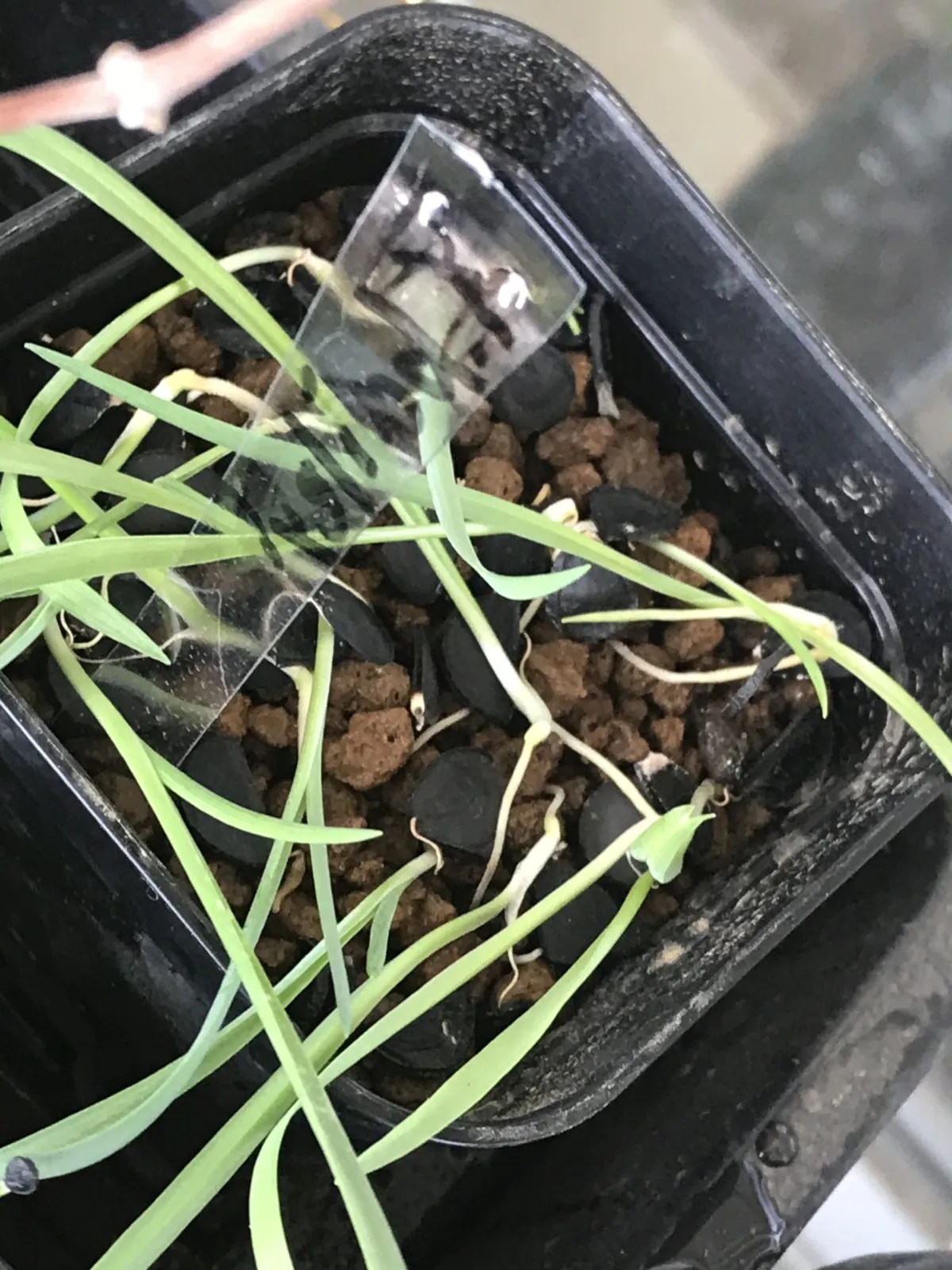 Yucca baileyi (ユッカ ベイレイ)