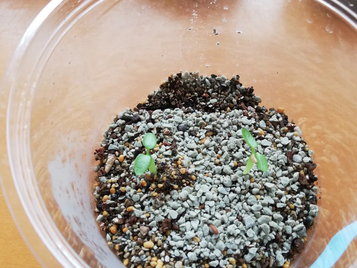 Pachypodium enigmaticum (パキポディウム エニグマチカム)