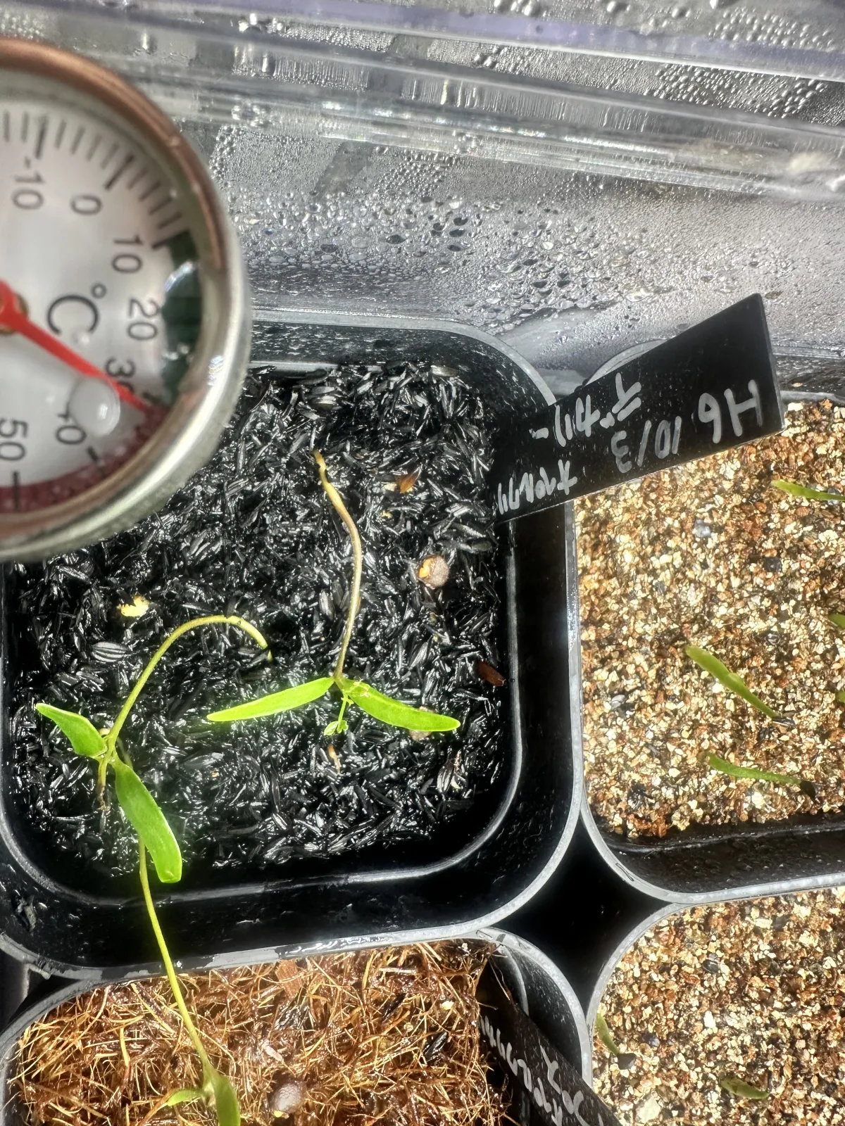 Operculicarya decaryi (オペルクリカリア デカリー)