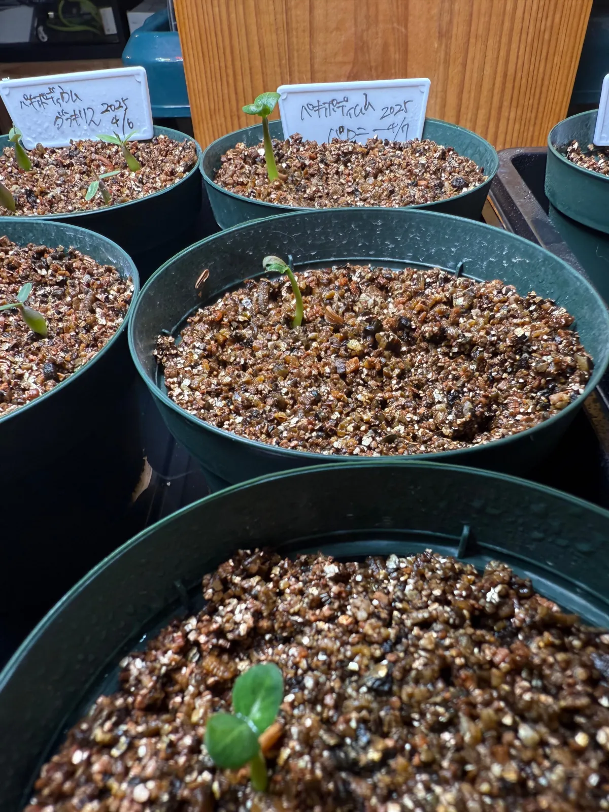 Pachypodium baronii (パキポディウム バロニー)