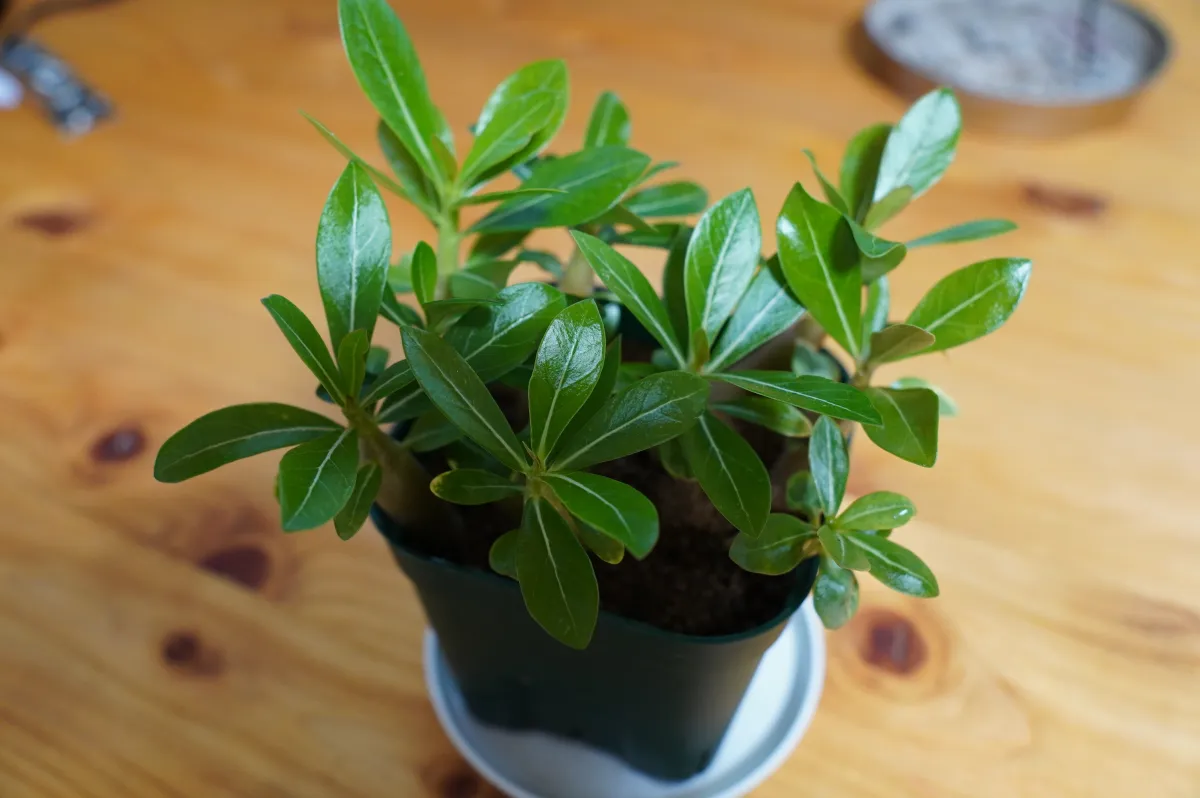 Adenium obesum (アデニウム オベスム)