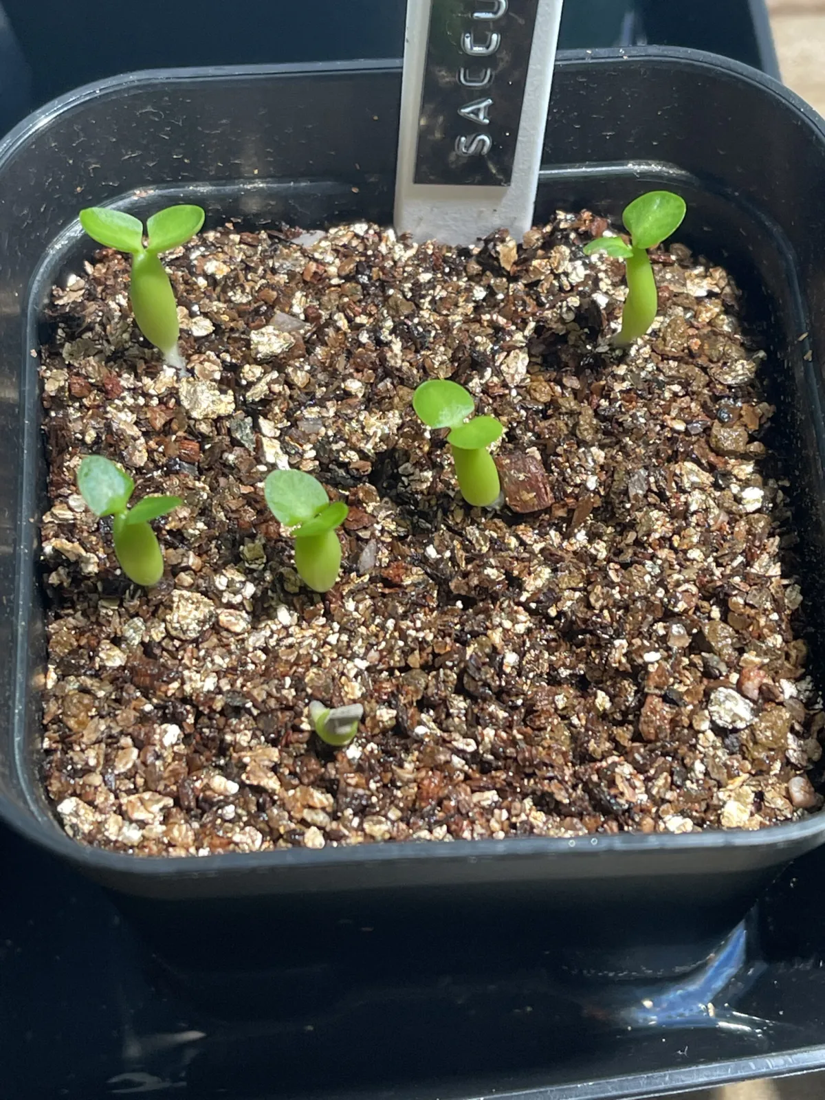 Pachypodium succulentum (パキポディウム サキュレンタム)