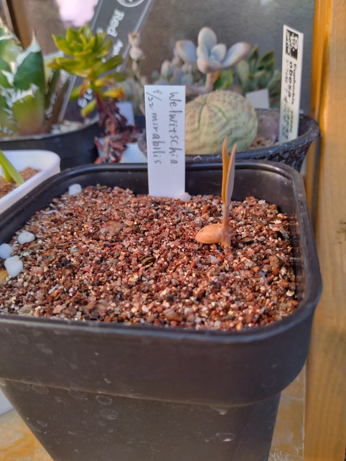 [無料種子/発芽難ロット] ウェルウィッチア ミラビリス 奇想天外 Welwitschia mirabilis