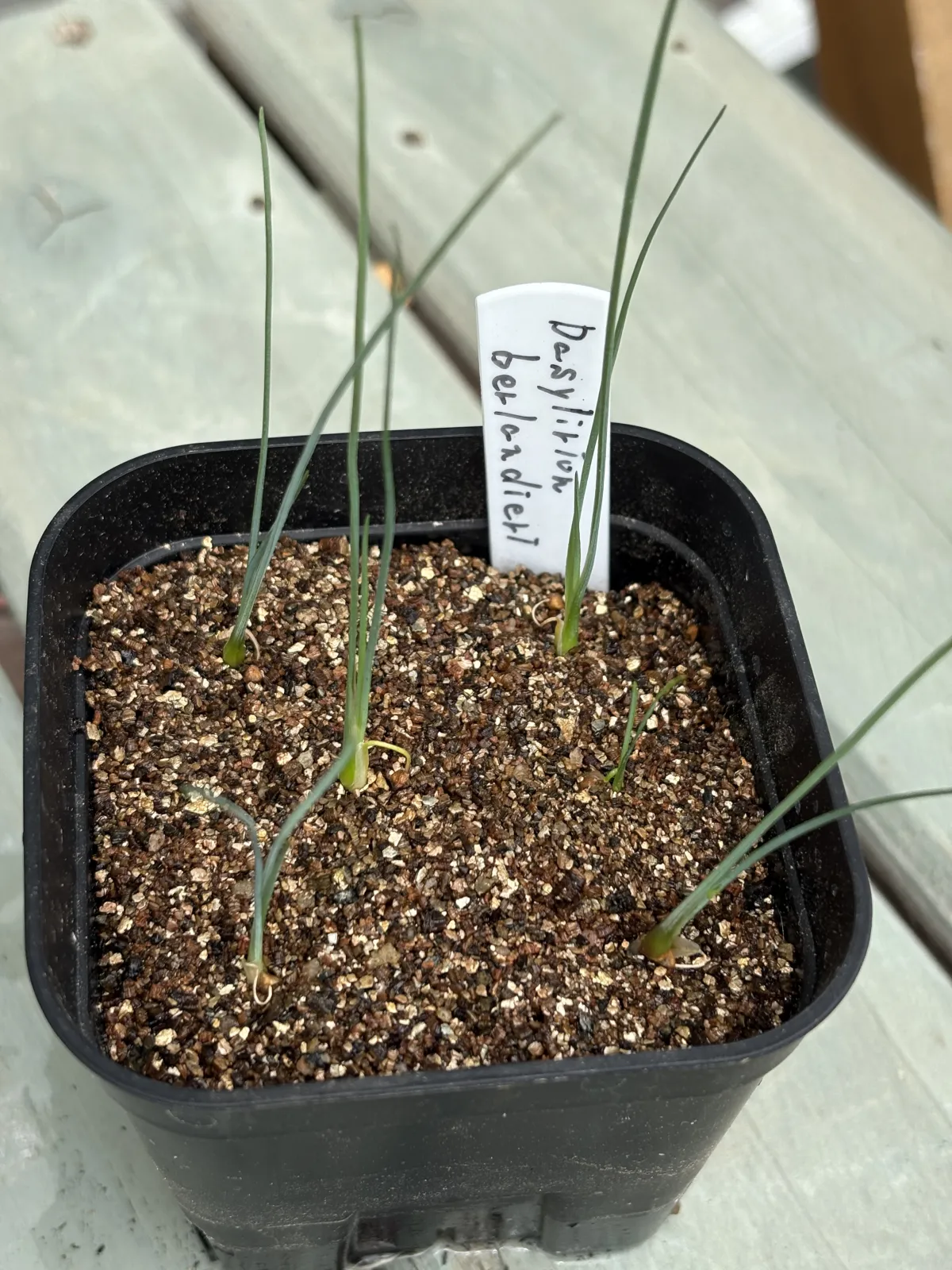 Dasylirion berlandieri var. berlandieri Zaragoza Blue (ダシリリオン ベルランディエリ)