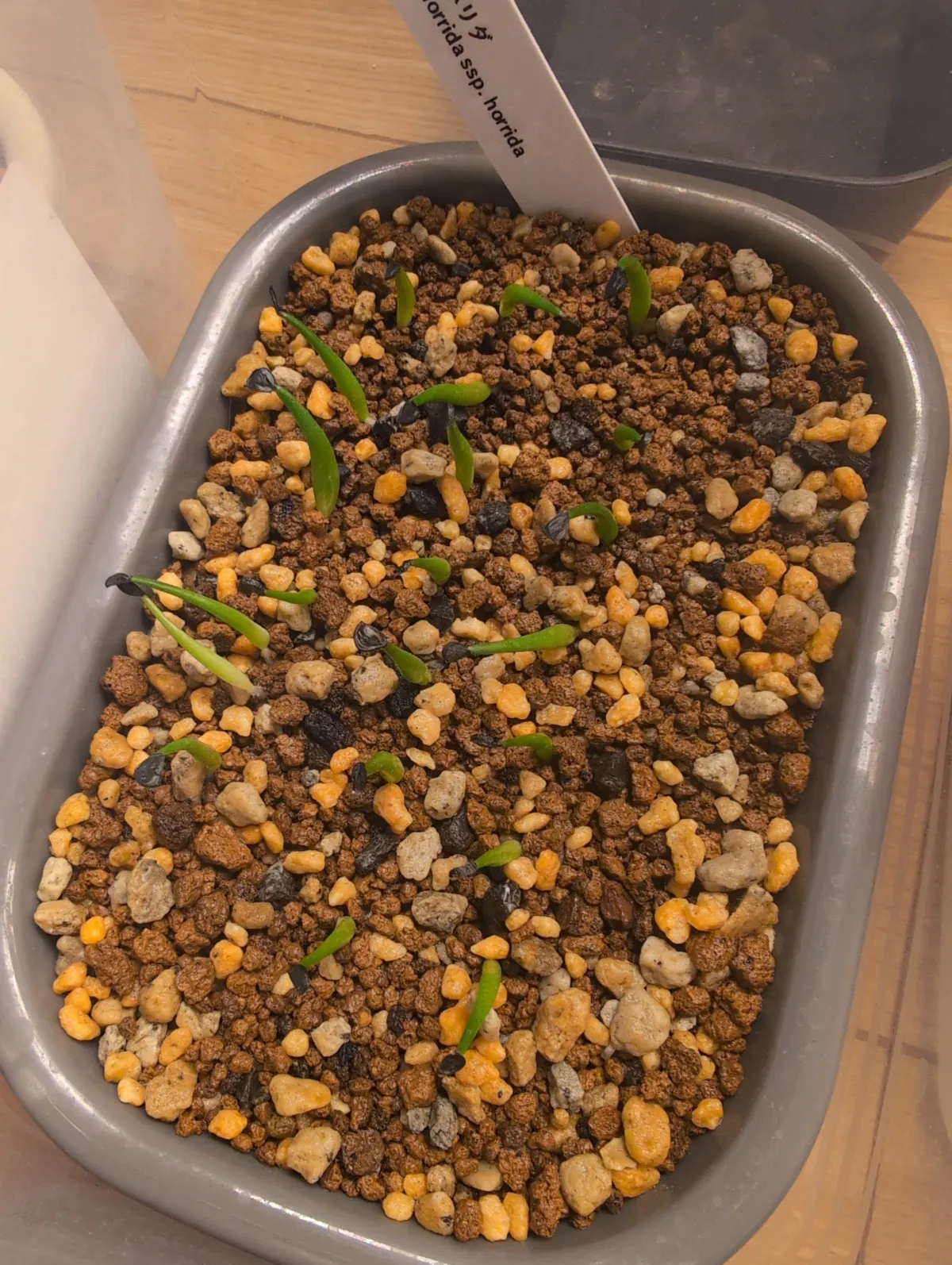 Agave horrida ssp. horrida (アガベ ホリダ)