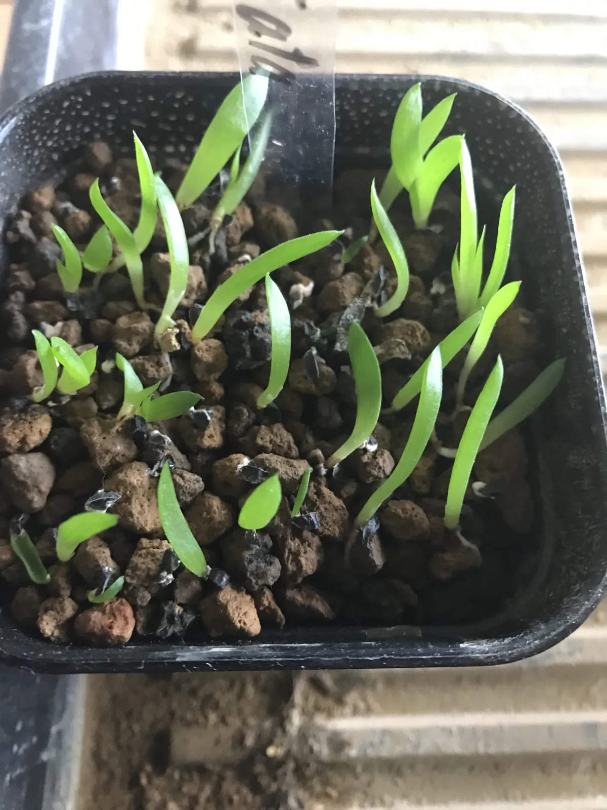 Aloe spectabilis Royal Aloe (アロエ スペクタビリス)