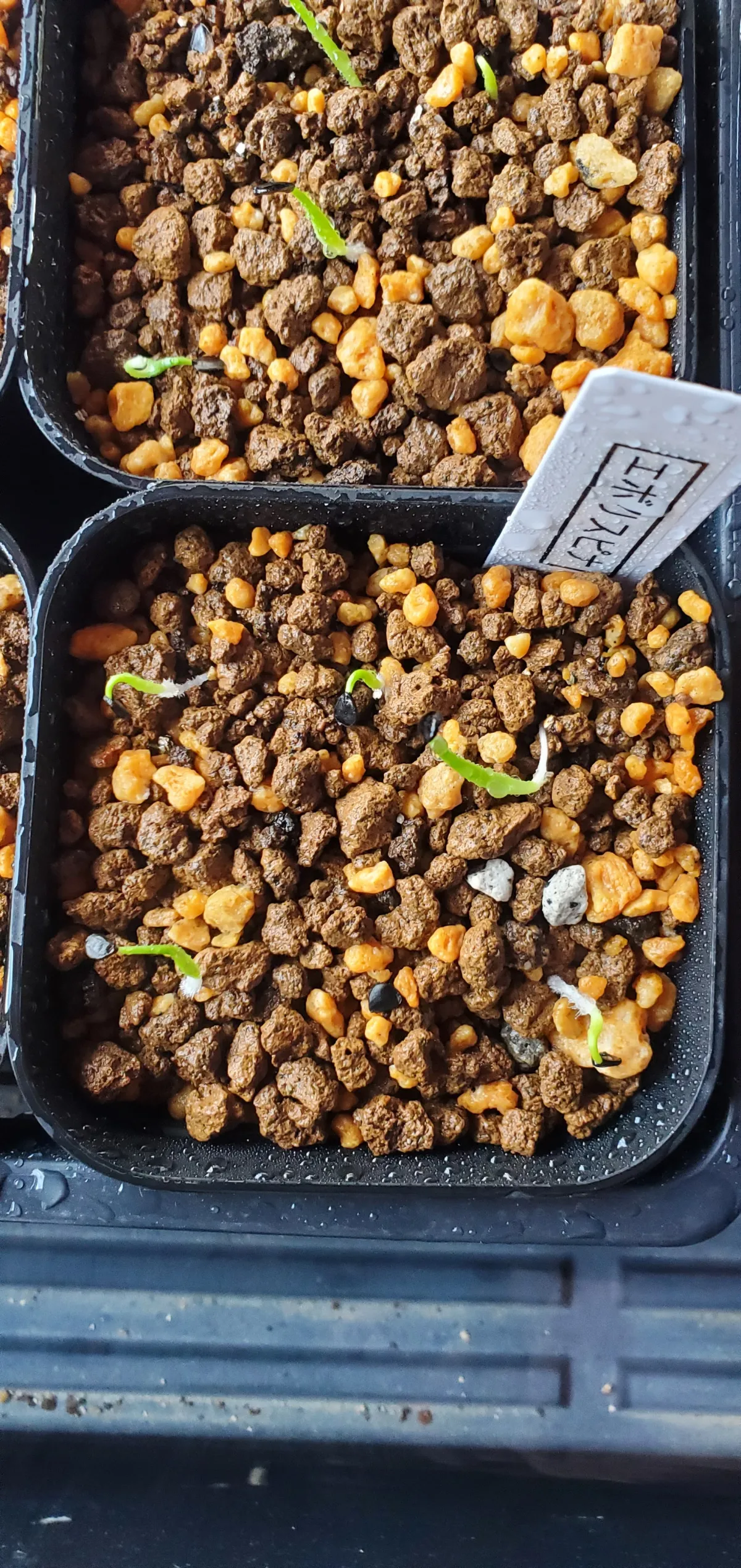 Agave utahensis var. eborispina (アガベ エボリスピナ)