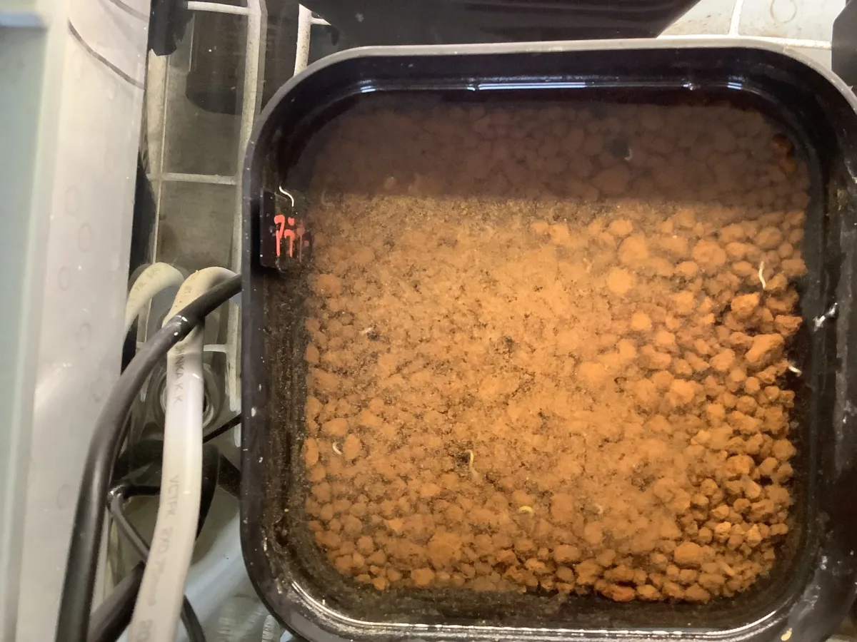 Agave attenuata (アガベ アテナータ 初緑)