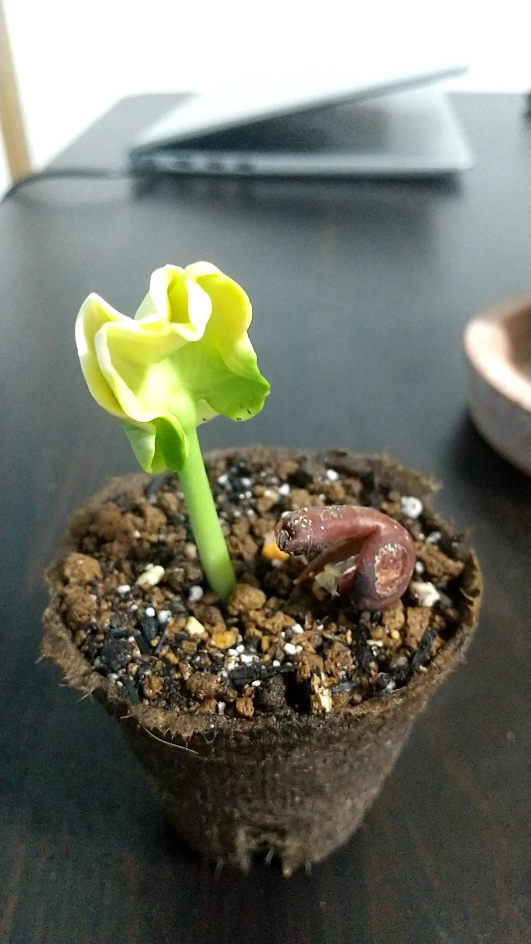 Adansonia grandidieri (アダンソニア（バオバブ）グランディディエリ)