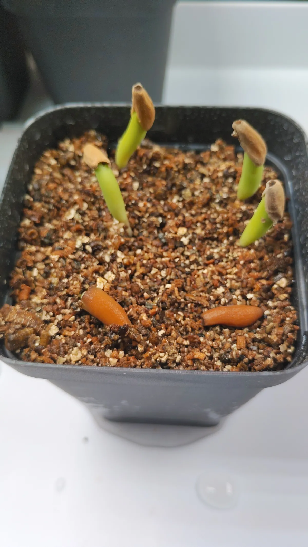 Adenium obesum thai (アデニウム タイ ソコトラナム)