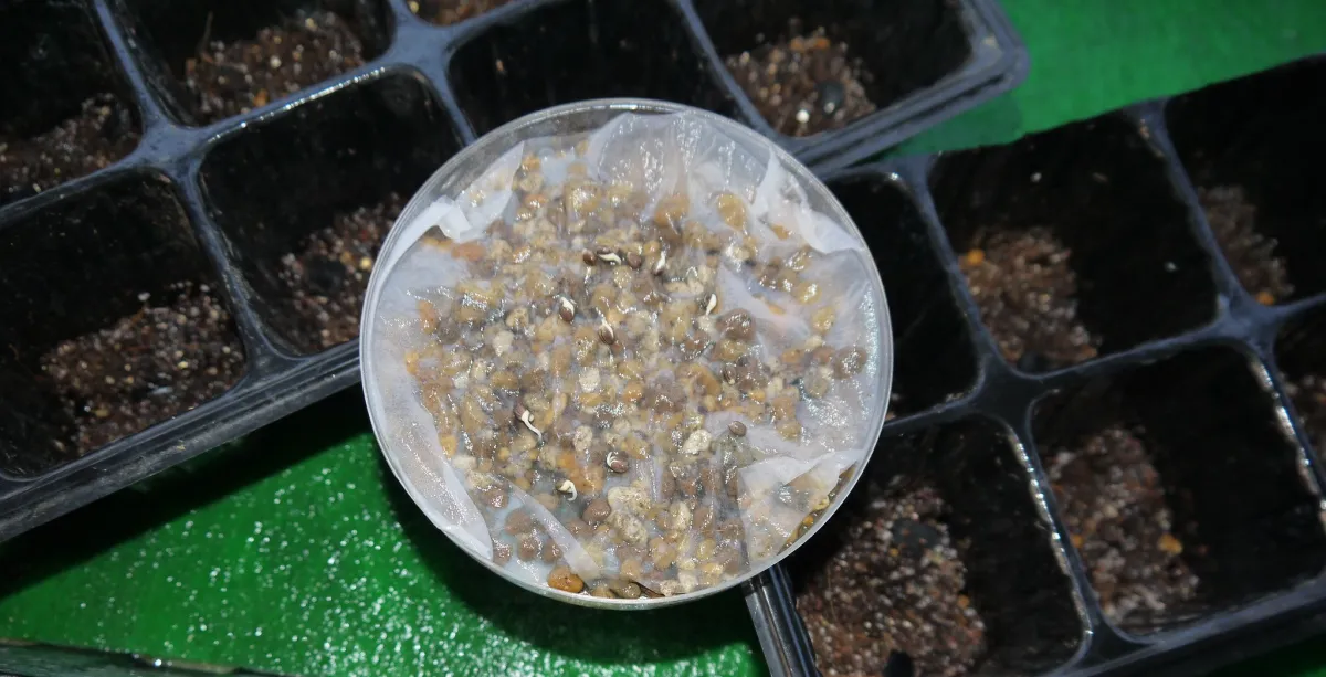 Euphorbia stenoclada subsp. stenoclada (ユーフォルビア ステノクラーダ)