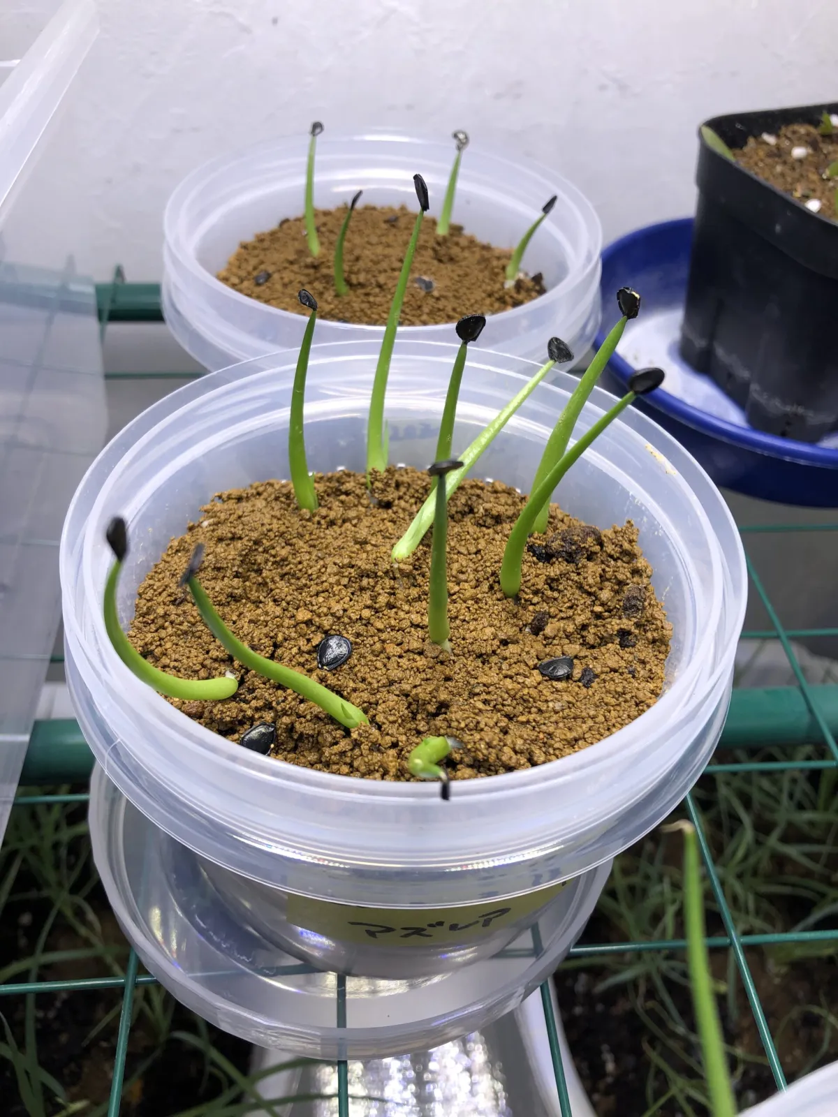 Agave azurea (アガベ アズレア)