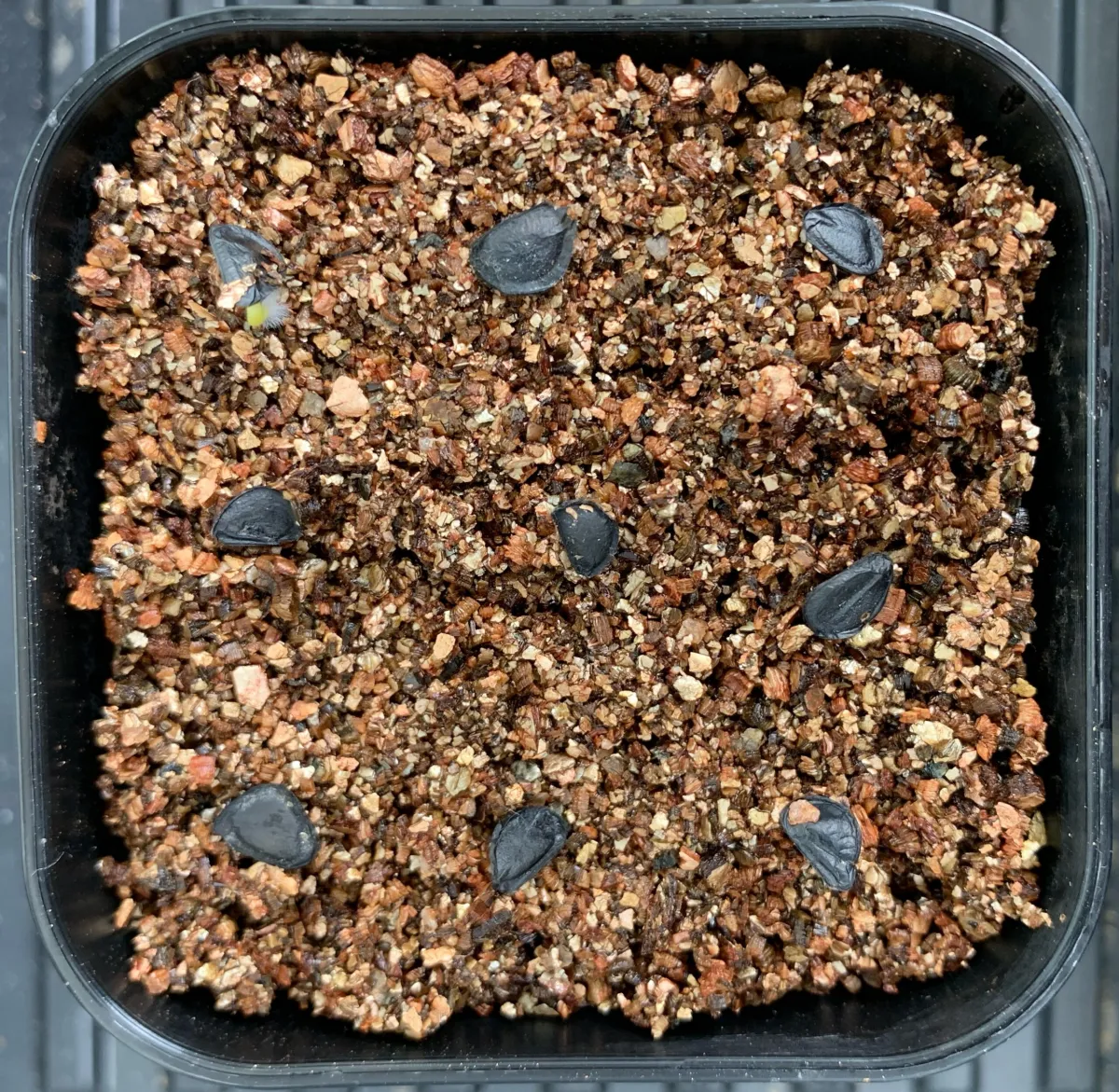 Agave parryi var. truncata (アガベ パリー トランカータ)