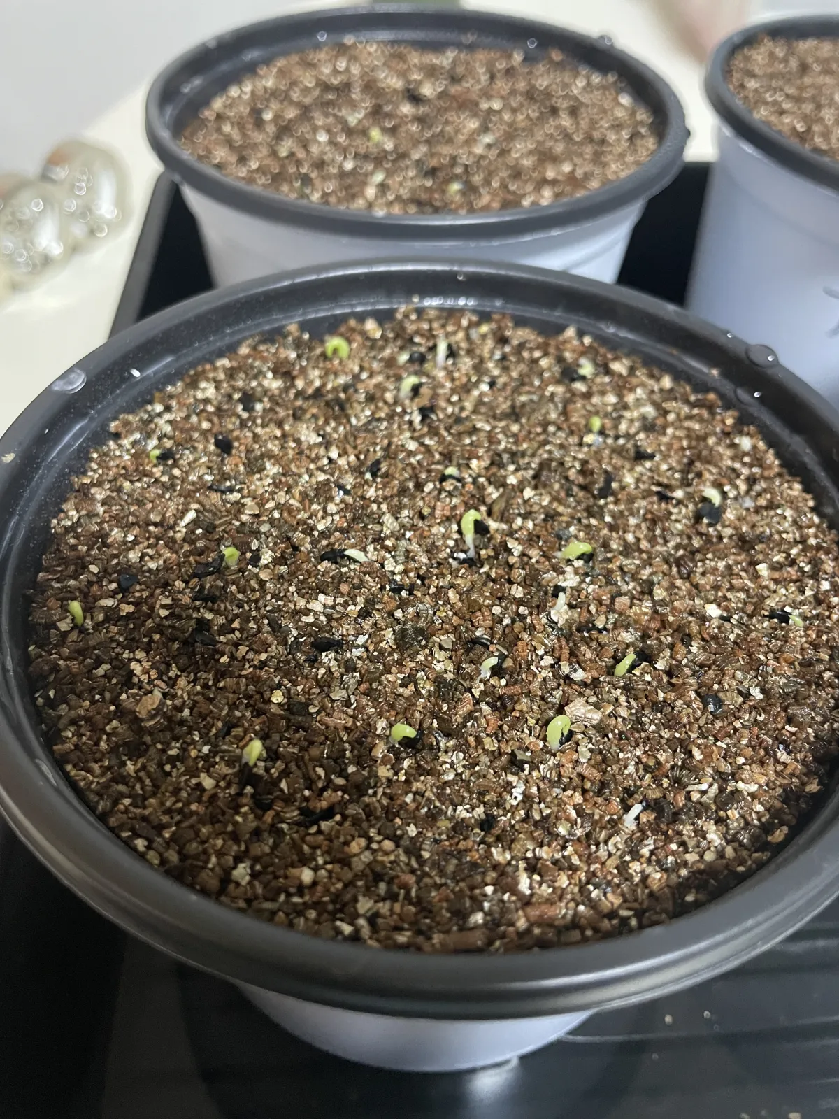 Agave oteroi (アガベ オテロイ)