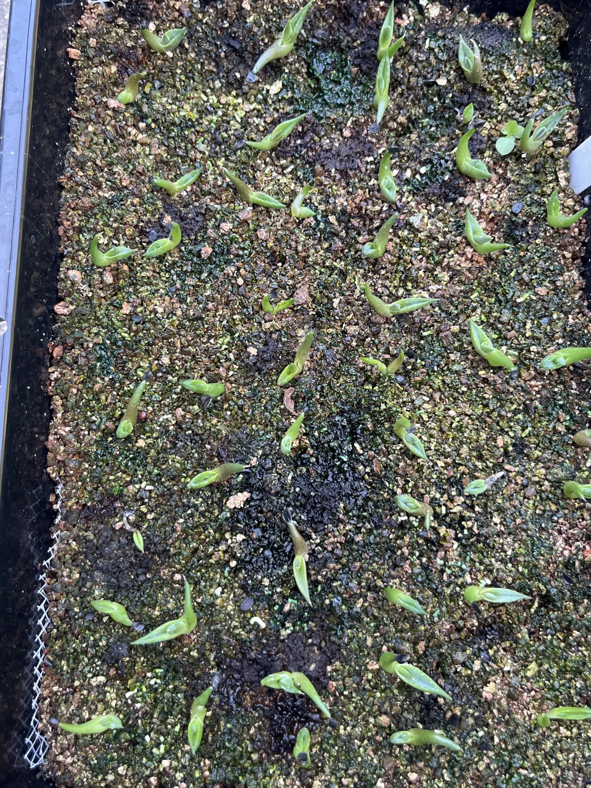 Agave horrida ssp. horrida (アガベ ホリダ)