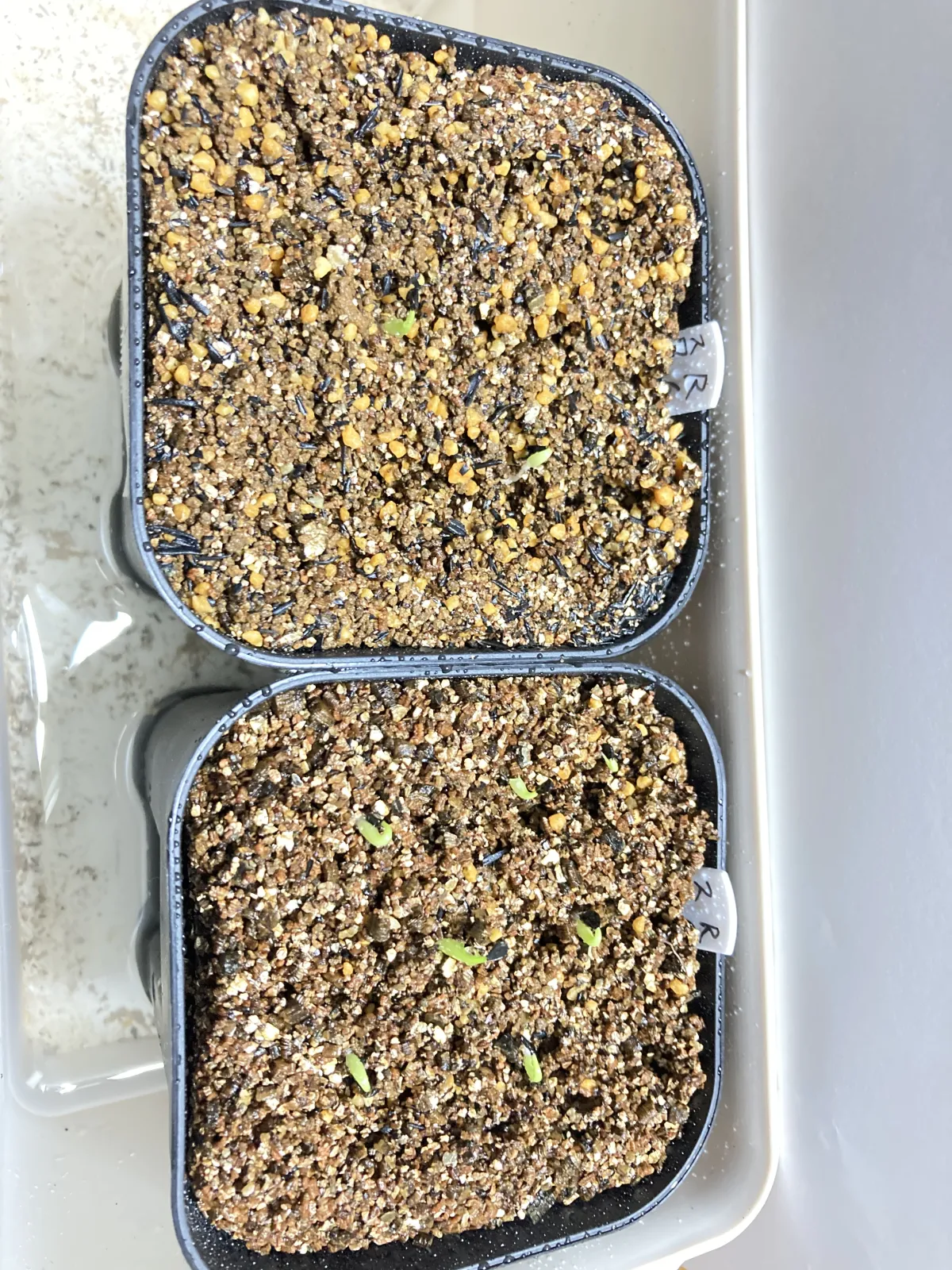 Agave victoriae-reginae ssp. swobodae 'Compacta' (アガベ スワボダエ コンパクタ‘’)